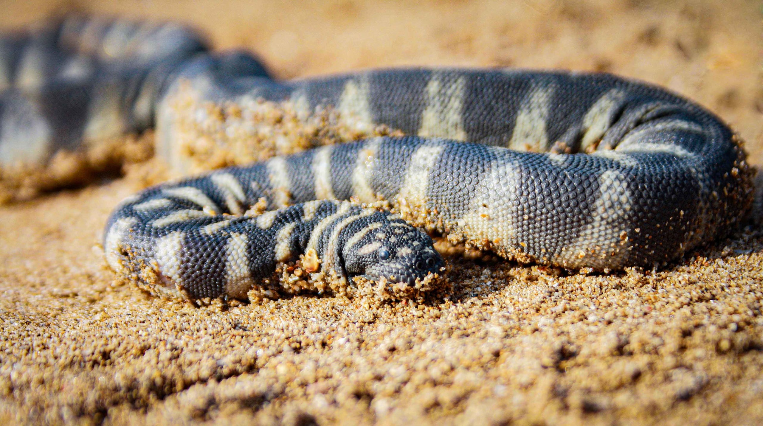 Little File Snake: The Silent Predator