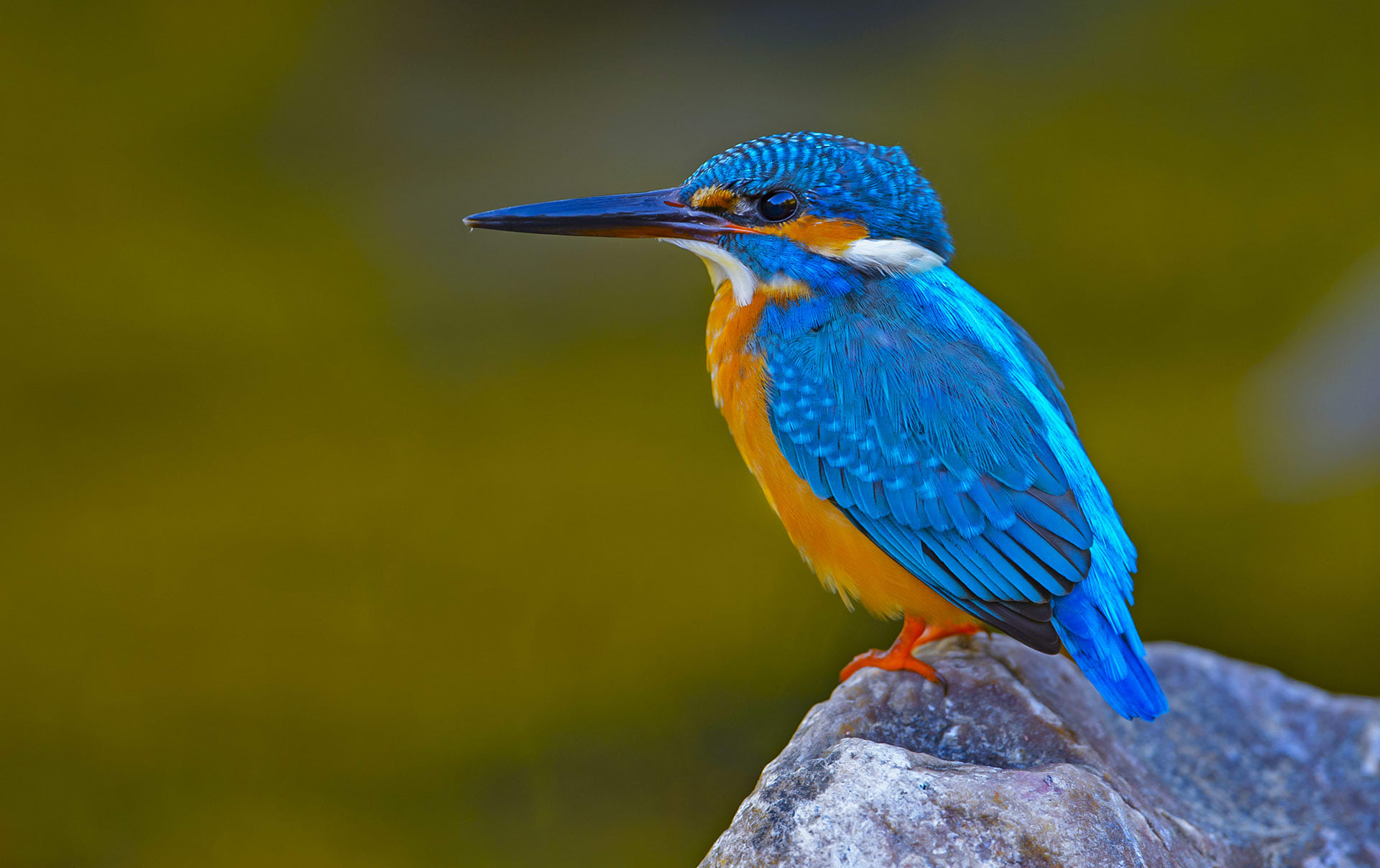 Common Kingfisher: The Bolt of Blue