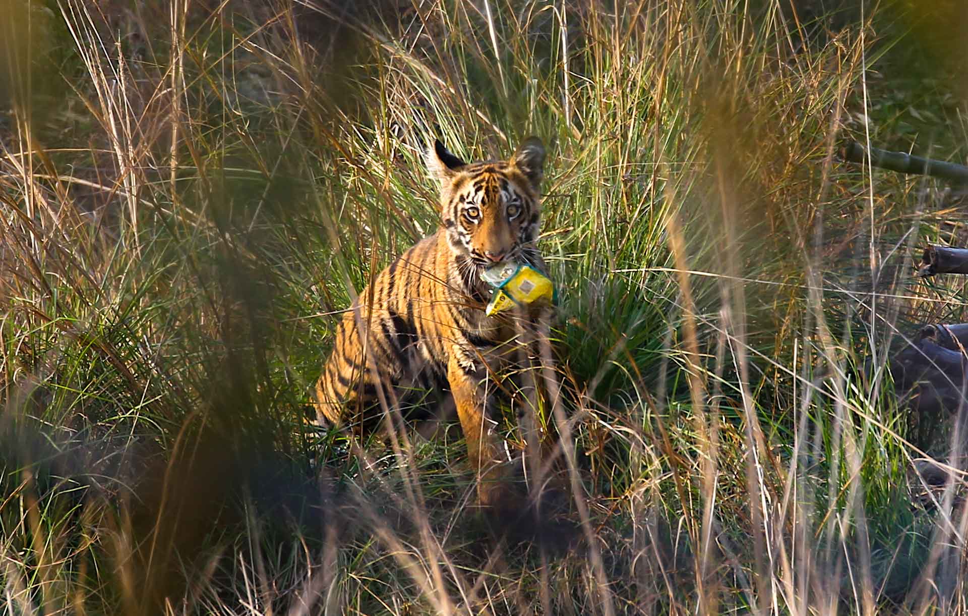 maharashtra-tadoba-tiger-trash-mouth