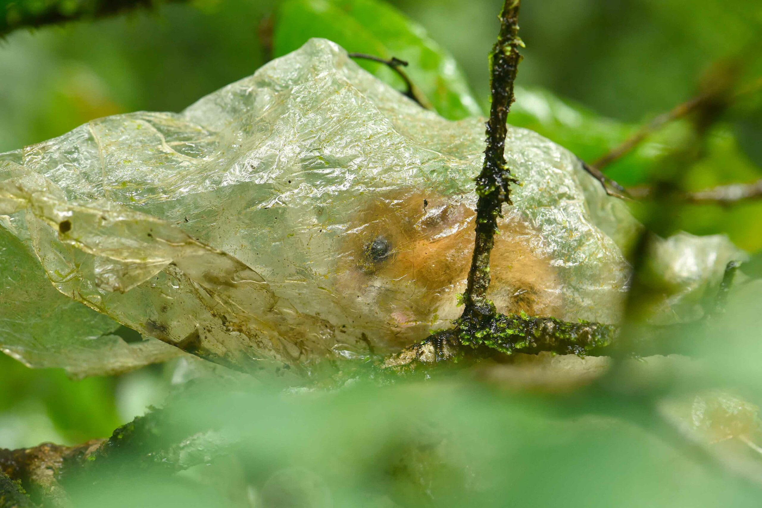 goa-long-tailed-tree-mouse-plastic