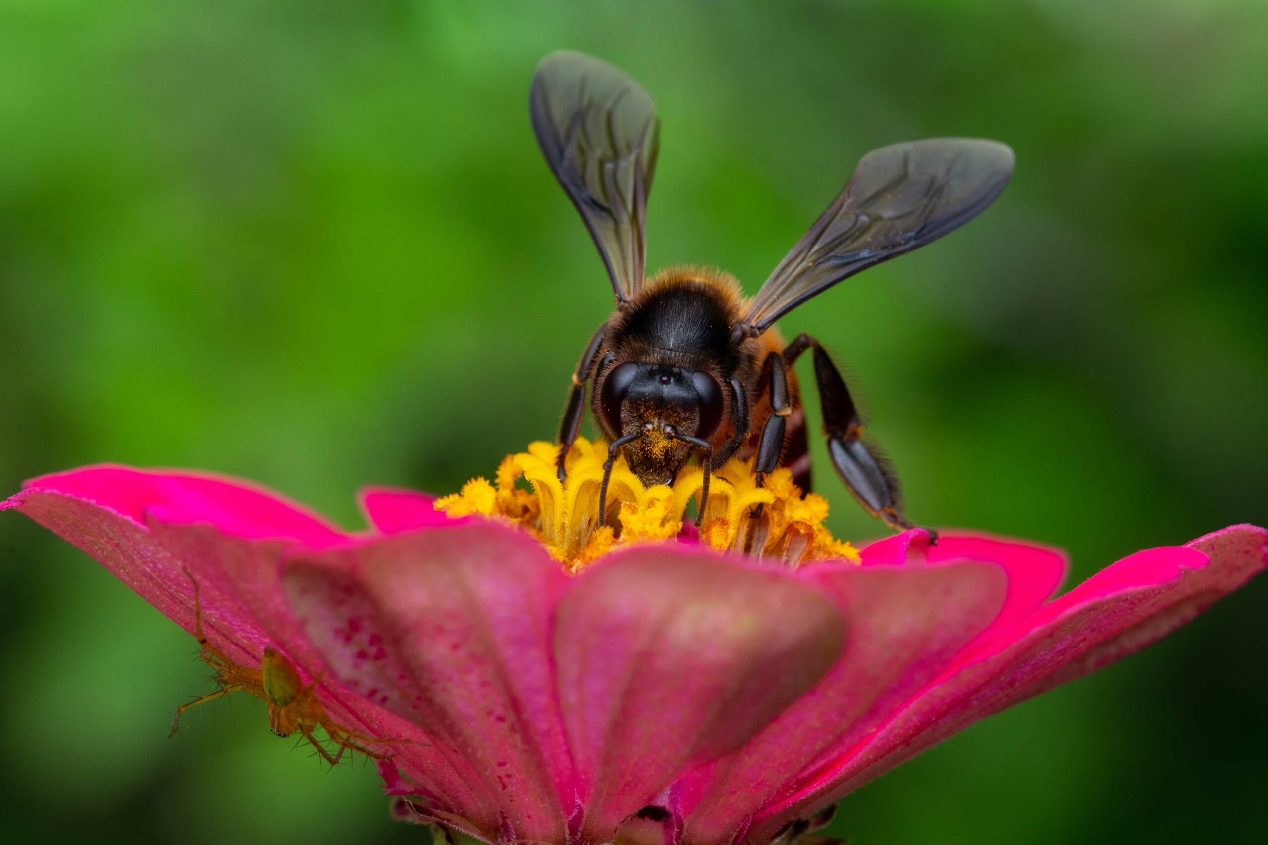 Wild and Free: Where the Rock Bees Roam