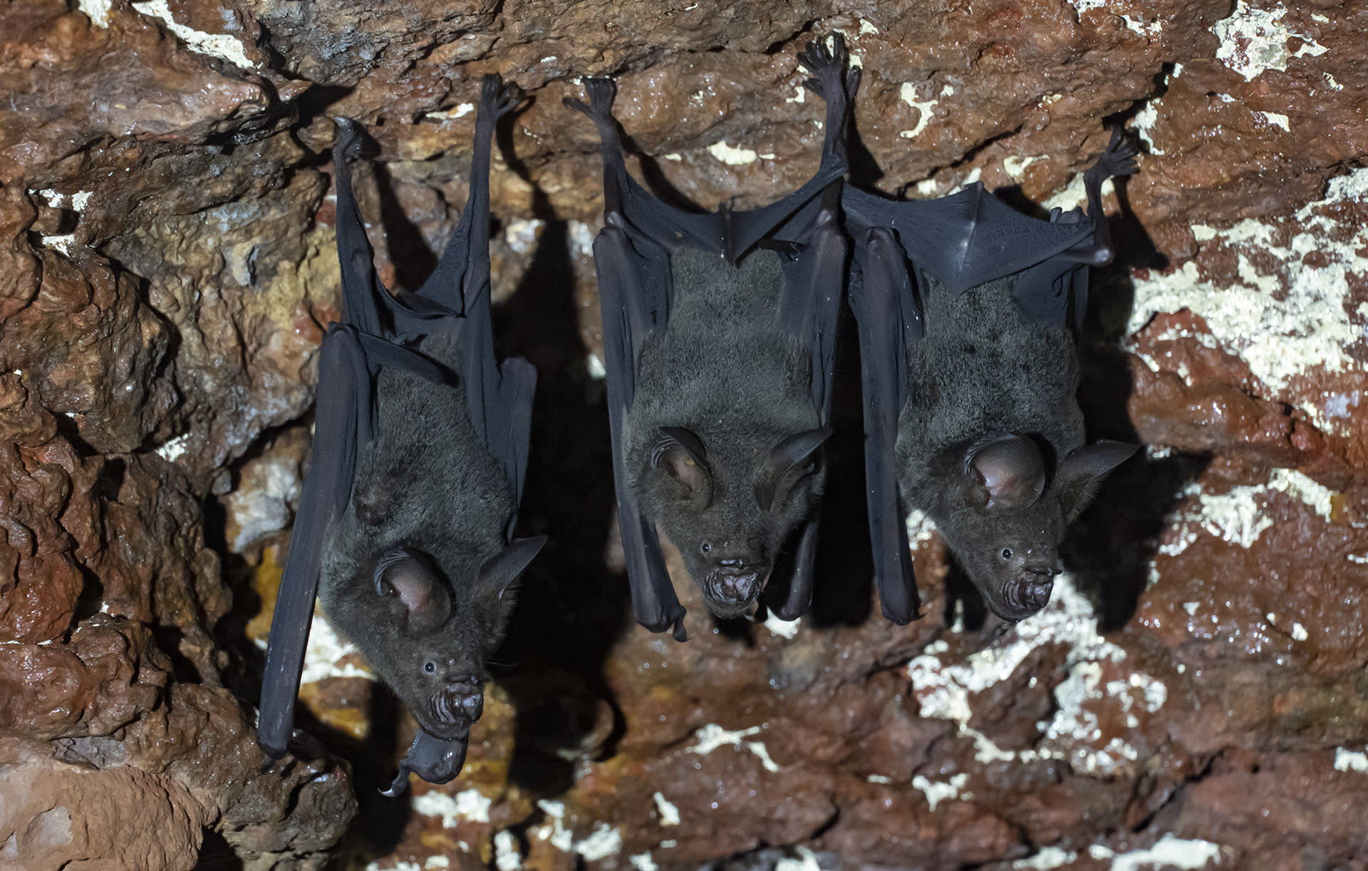 goa-kelaarts-leaf-nosed-bats-hipposideros-lankadiva-black-hanging-three