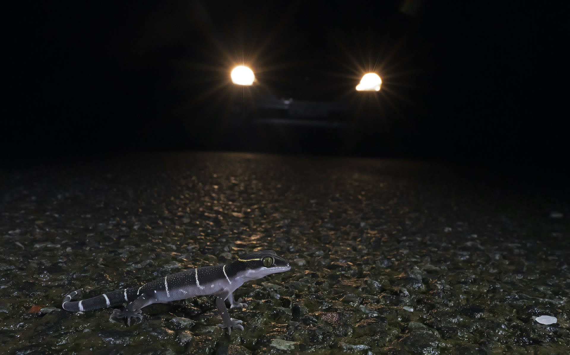 goa-banded-ground-gecko-cyrtodactylus-albofasciatus-car-headlights-road