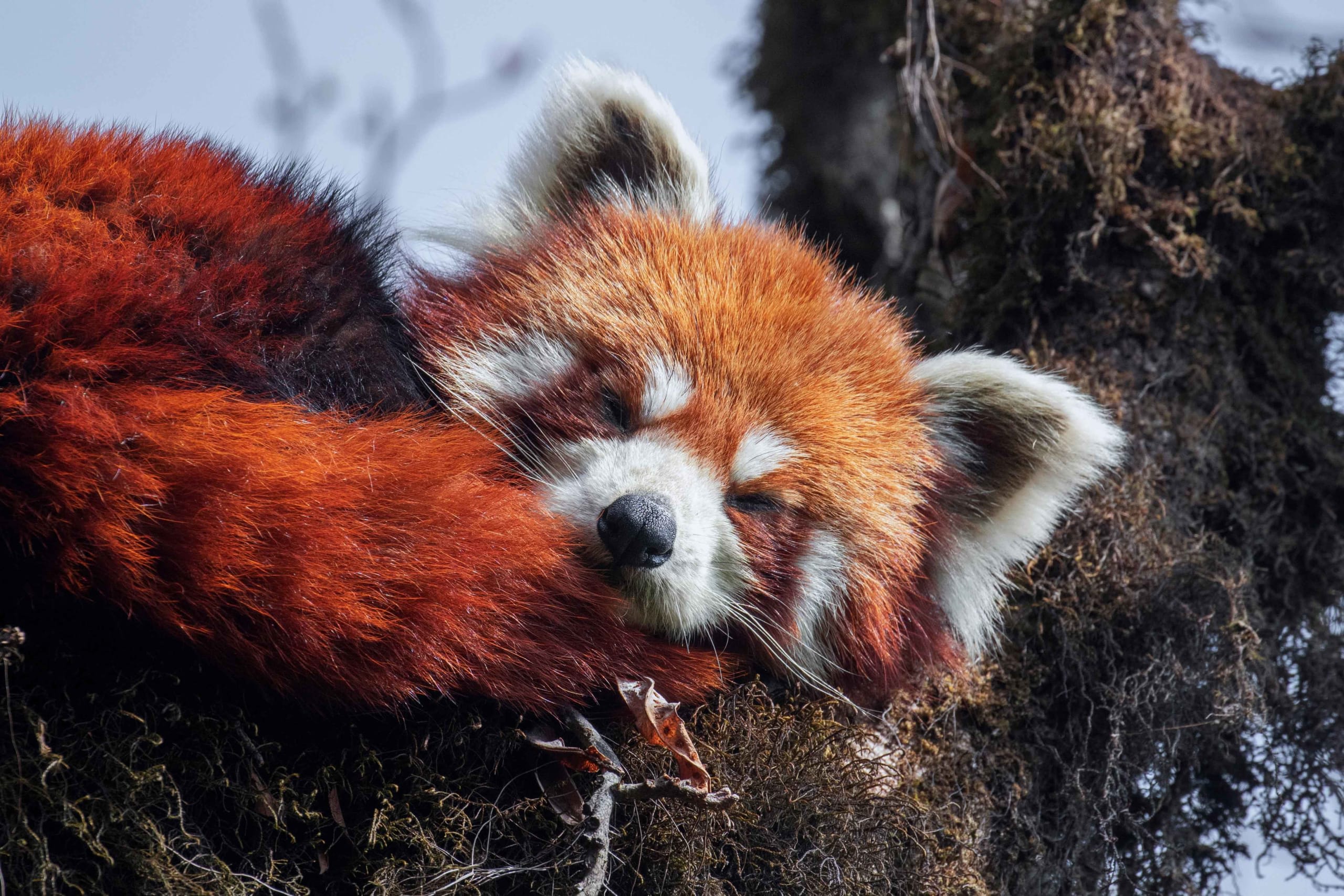 Red Panda: Under the Radar in Singalila