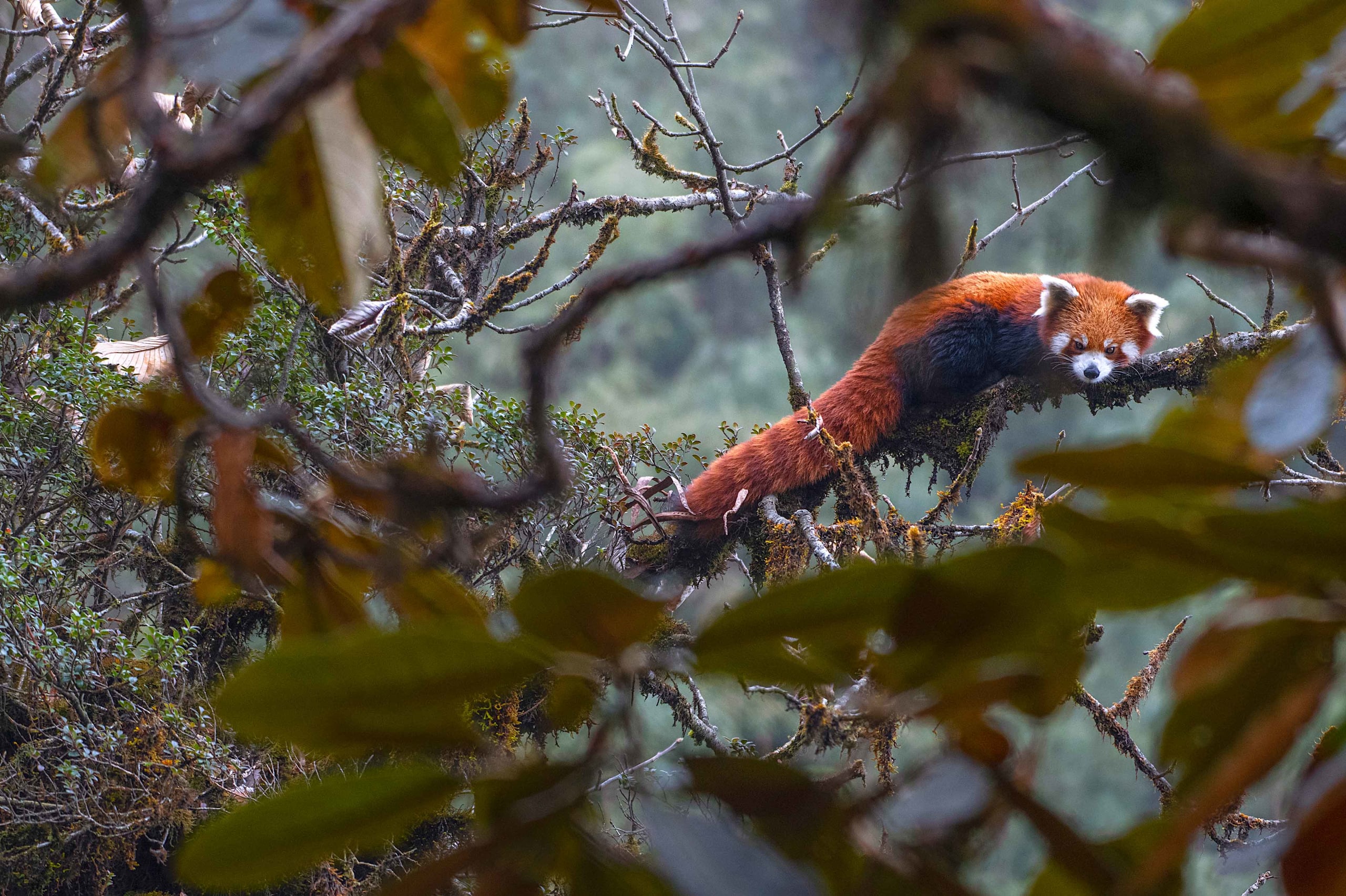 Red Panda Under The Radar In Singalila Roundglass Sustain