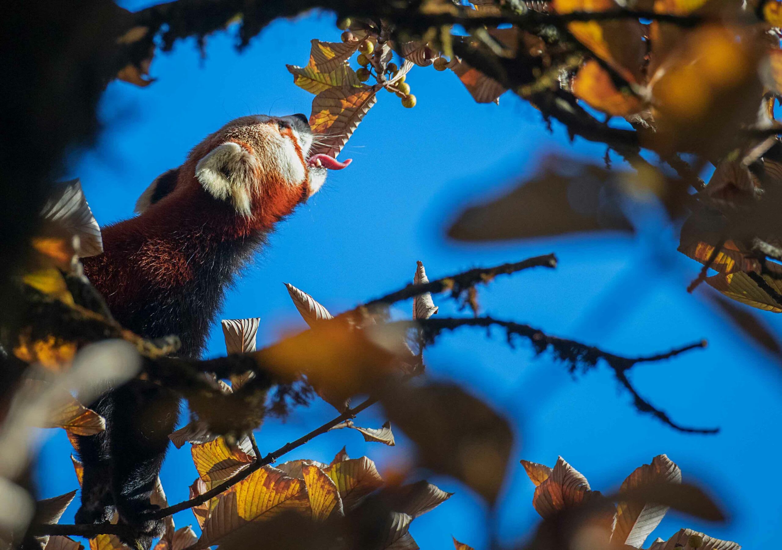 red panda feeding on sorbus cuspidata