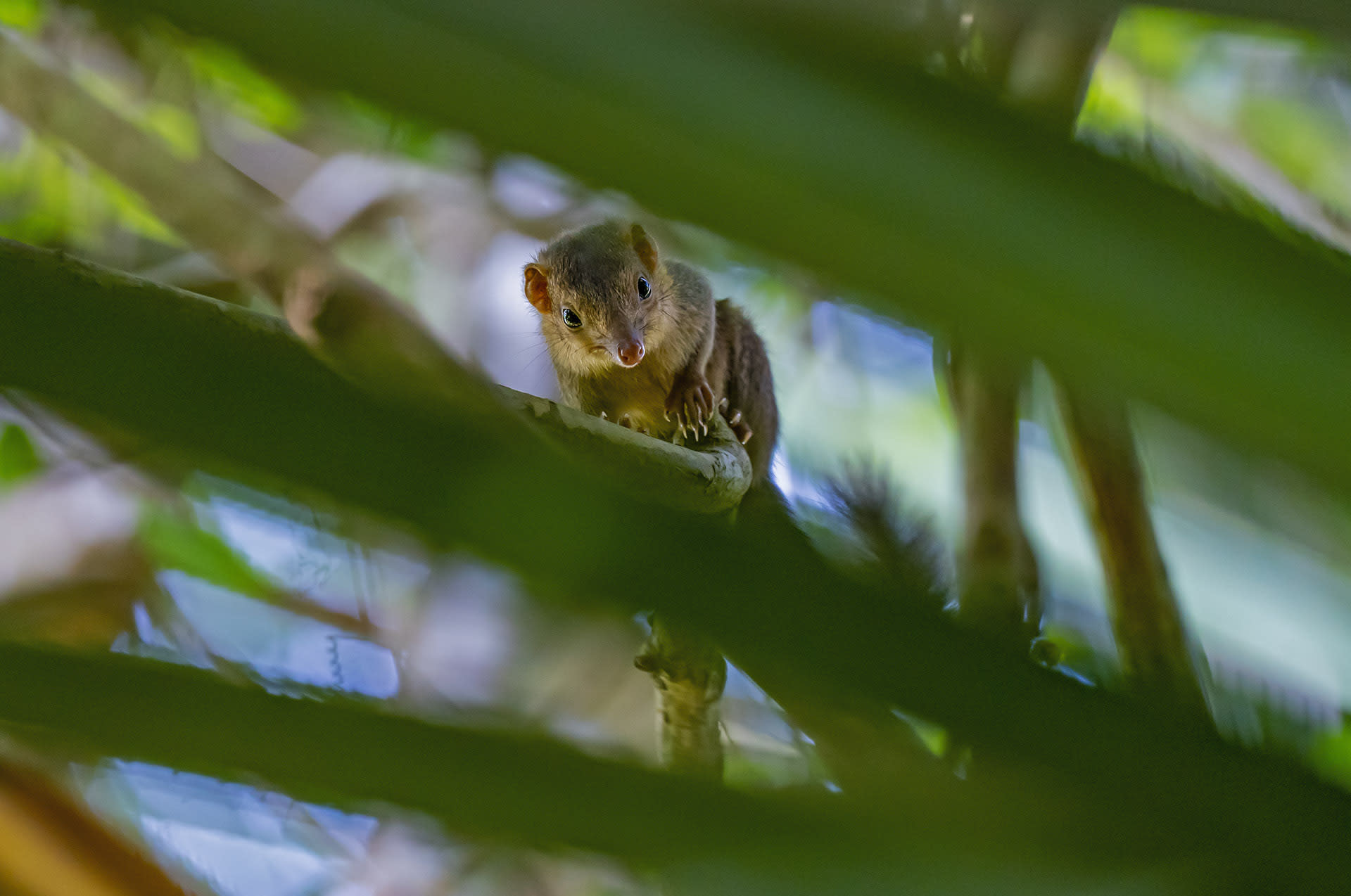 Nicobar Treeshrew: Squeaking Spy and Forest Alarmist