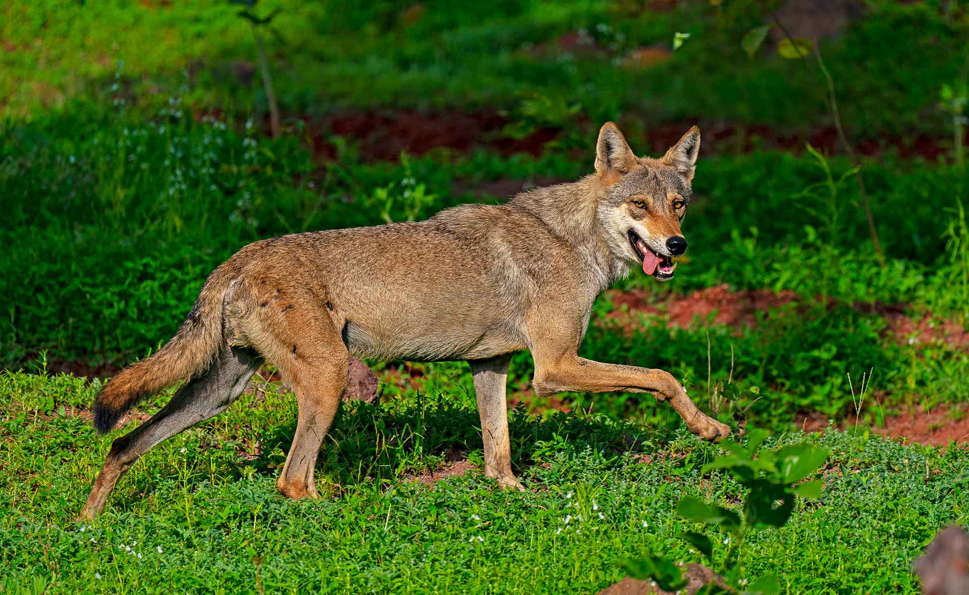 Indian Grey Wolf: Mystique and Misfortune on the Grasslands