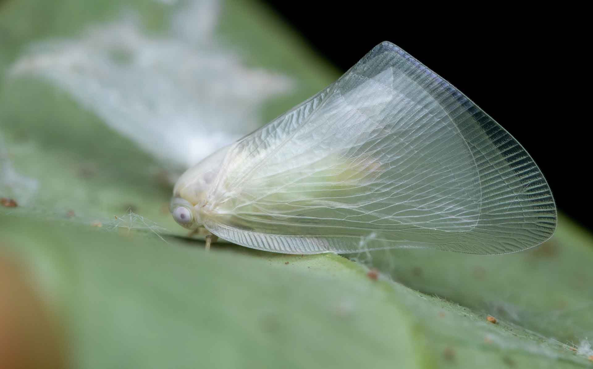 adult-planthopper-belonging-family-ricaniidae-second