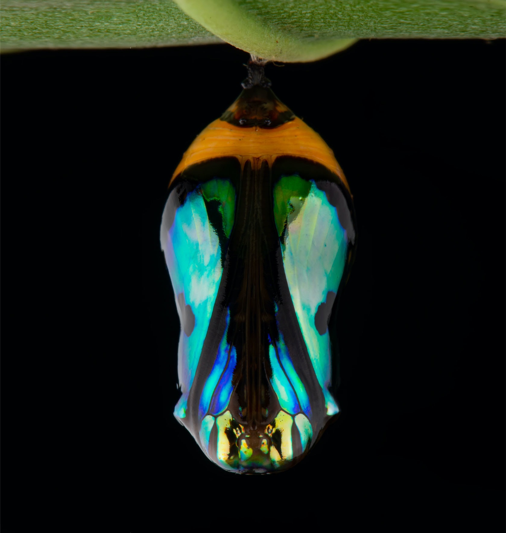 In Stages: Metamorphosis in the Insect World