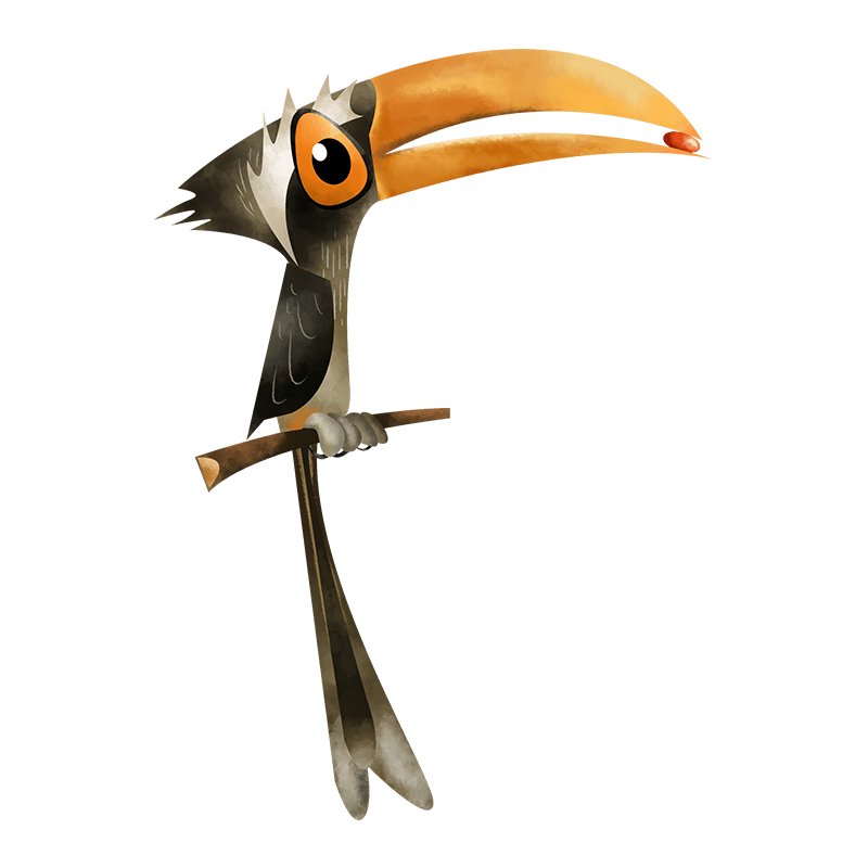 Malabar grey hornbill