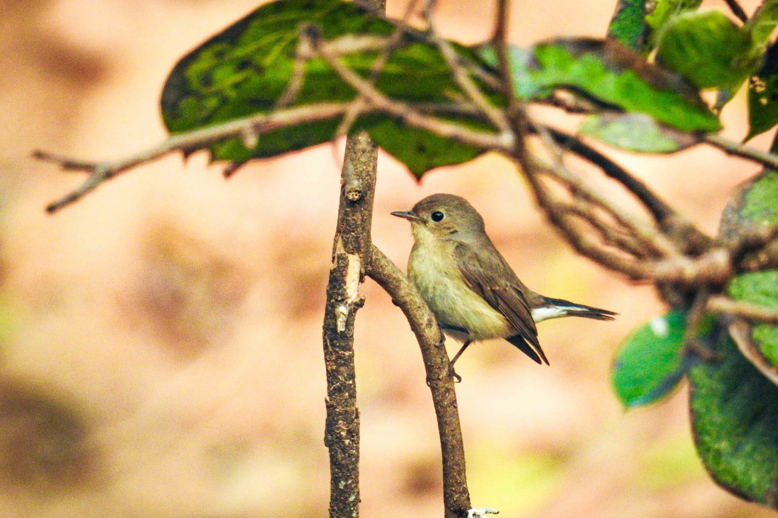 Red breasted flycatcher