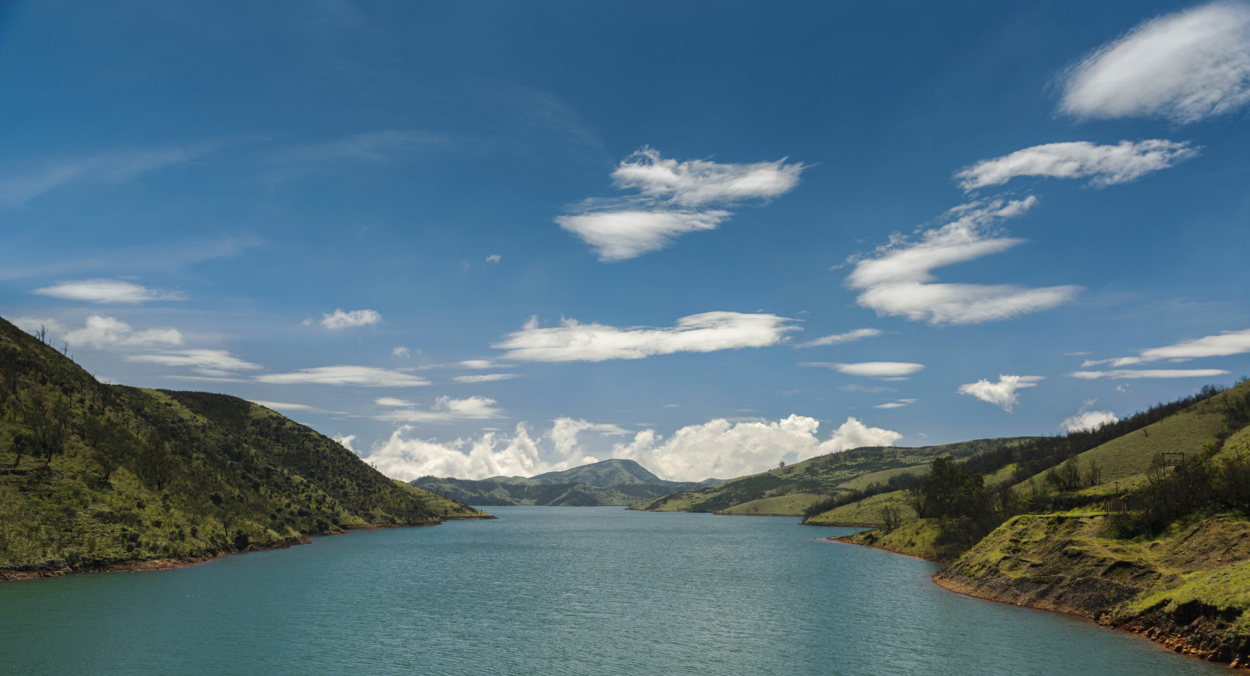 Increasing the invasion of exotic woody trees may affect drinking water supply and hydroelectric power generation in the Upper Bhavani reservoir region. Photo: Naufal MQ/Shutterstock