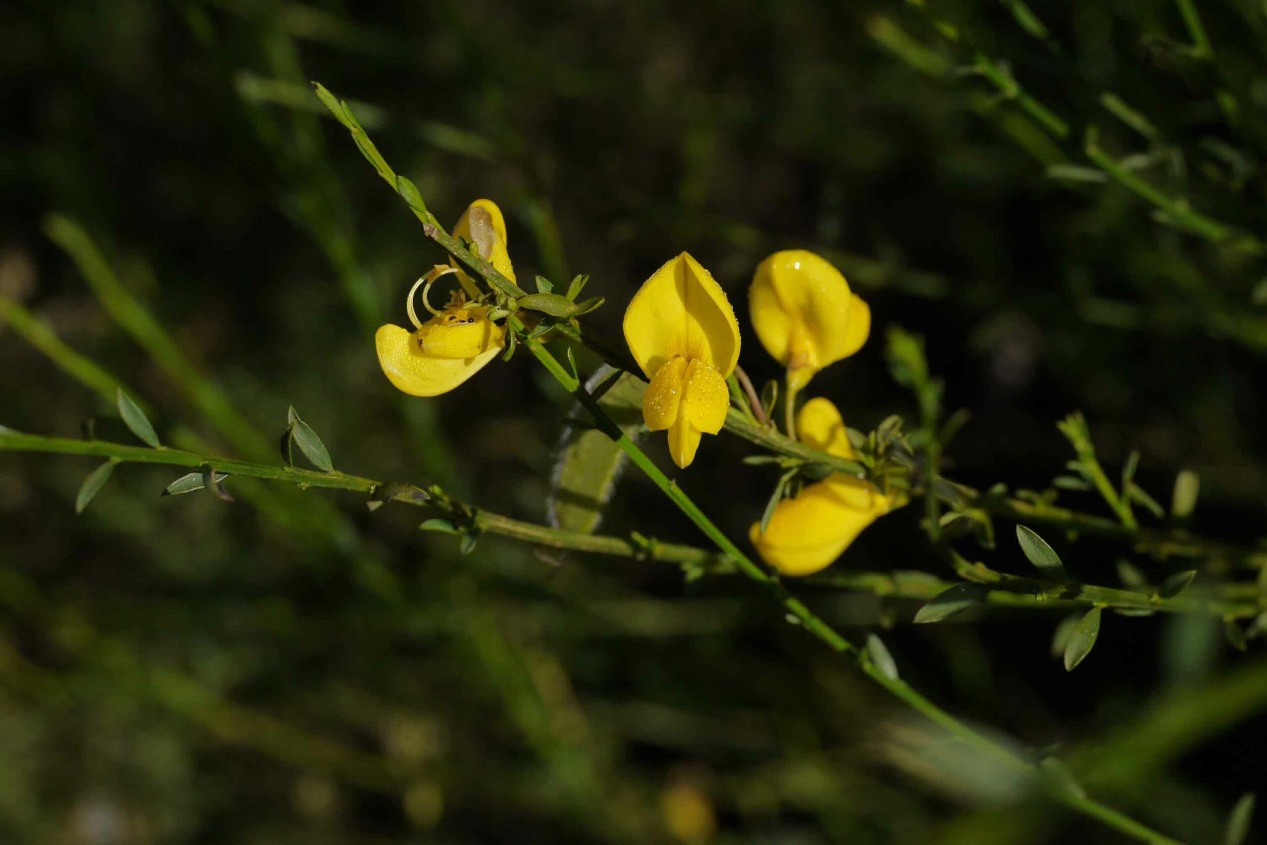 Scotch broom