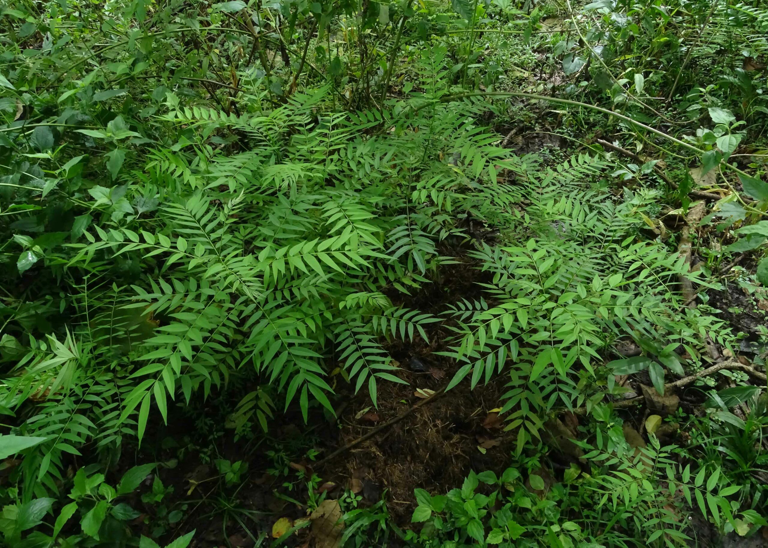 Golden shower tree seedlings