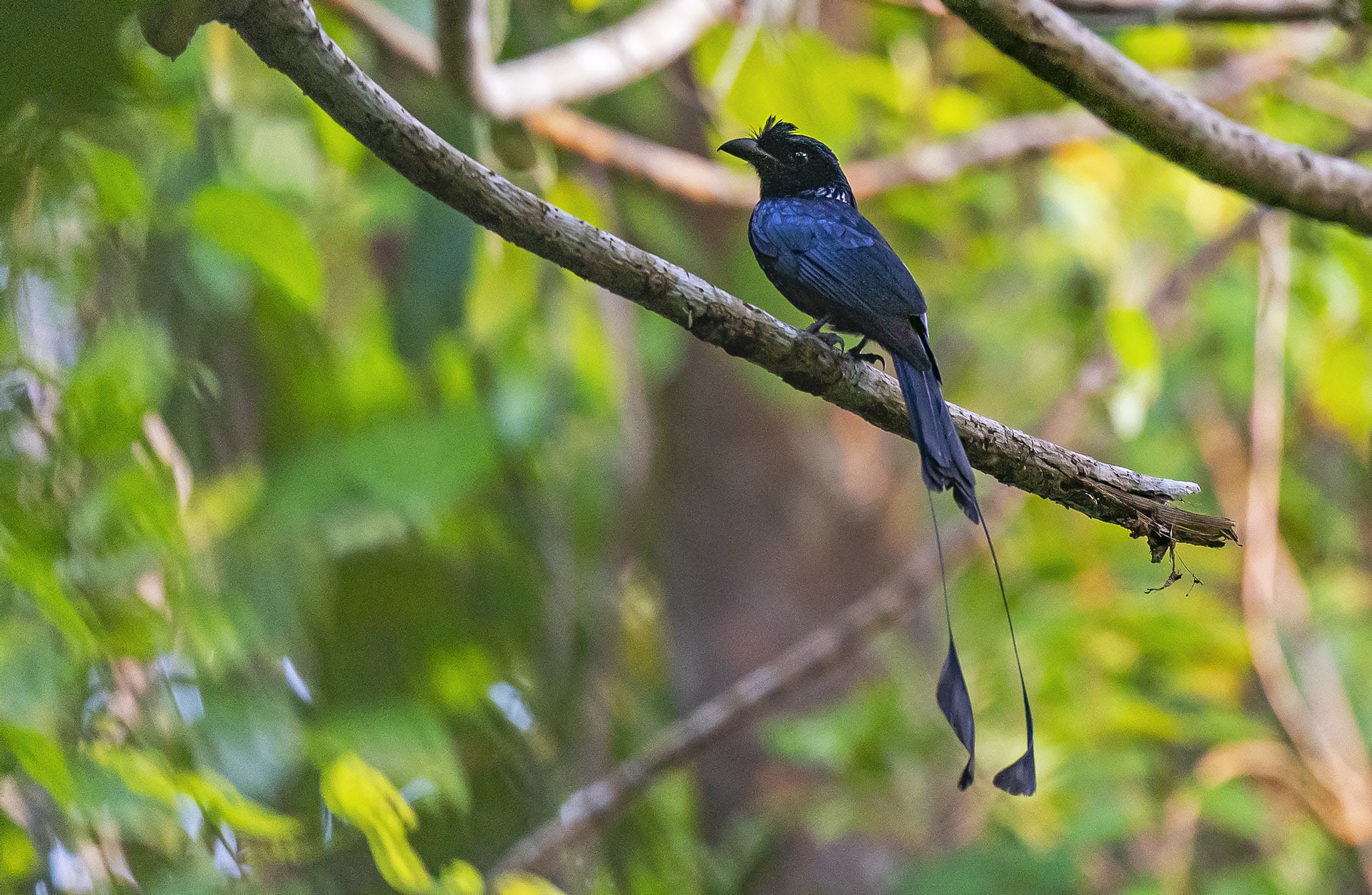 greater racket-tailed drongo