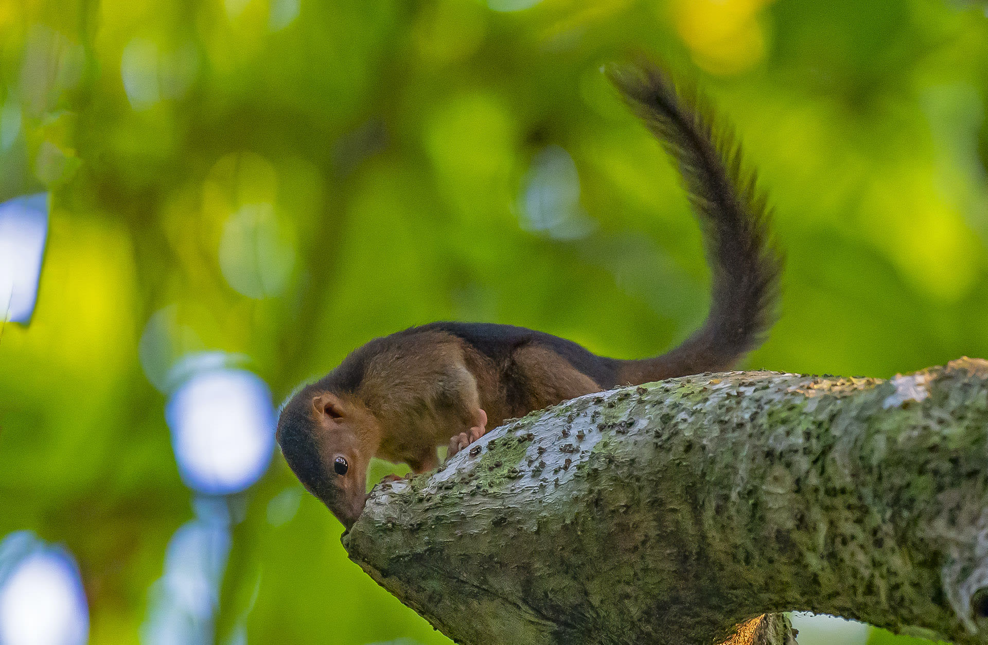 Nicobar treeshrew