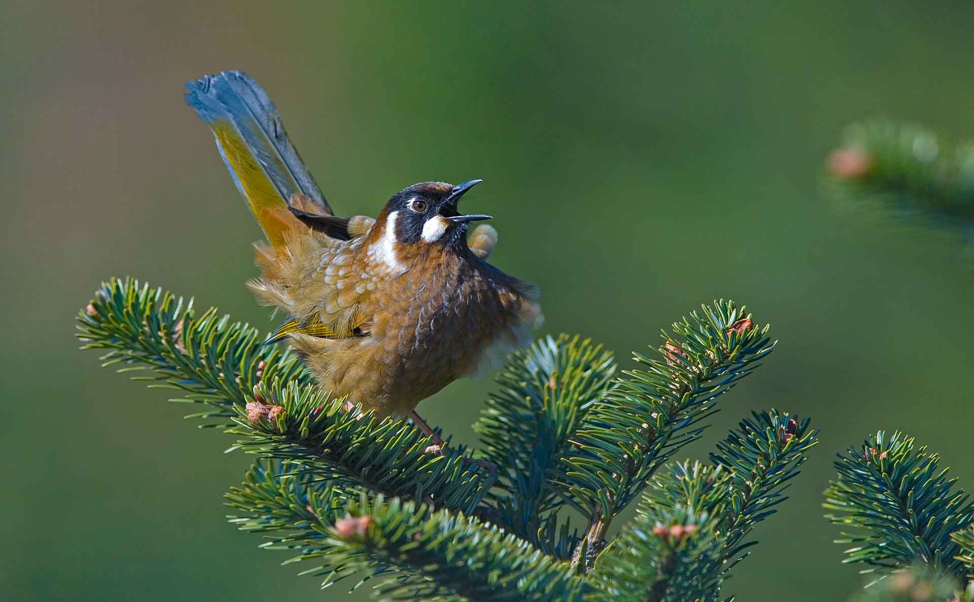 singalila-black-faced-laughingthrush