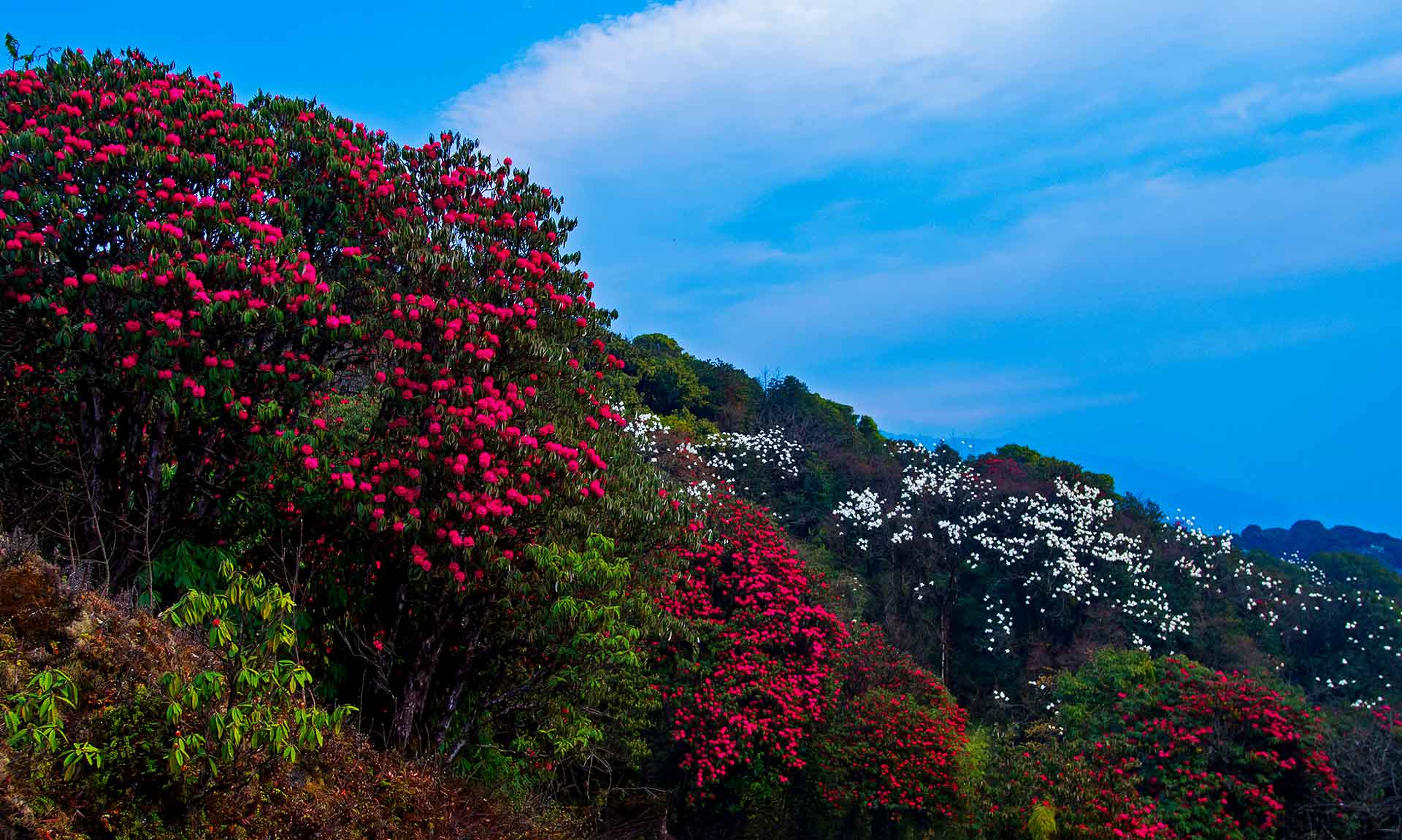 (Top) Rich in plant life, the Darjeeling Himalayas is estimated to have around 2,900 species of flowering plants. Singalila National Park has many flowering plants that grow close to the ground; of these, aconites (seen here), primulas, asters, geraniums, cotoneasters, arisaema, and meconpsis are prominent. (Above) The national park has 18 recorded species of rhododendrons. Their bright red and pink hues stand in stark contrast to the white magnolias when they bloom in March-April.    