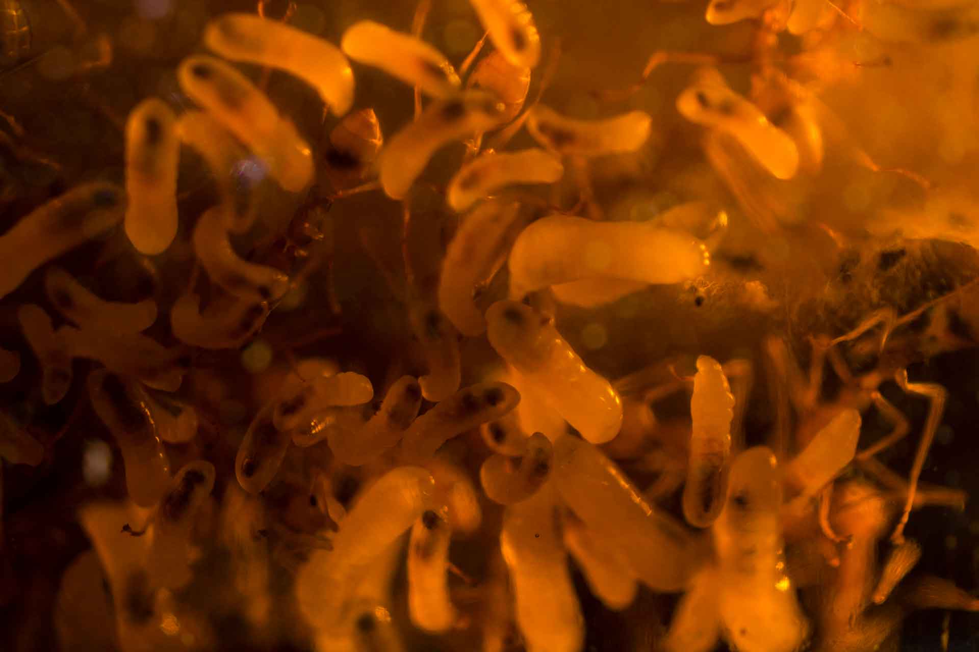 larvae-inside-ant-nest