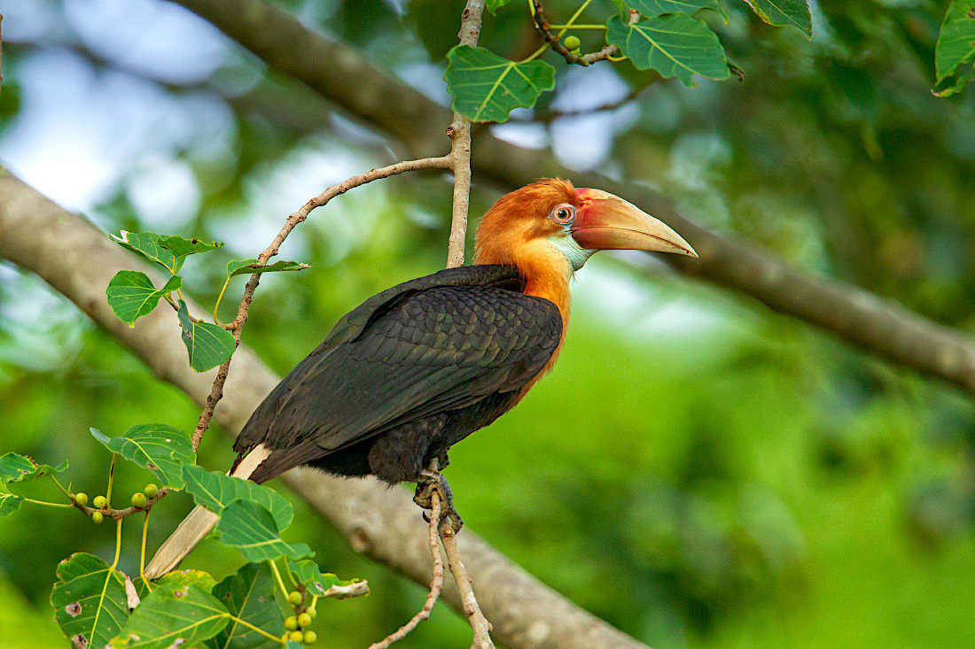 Narcondam hornbill
