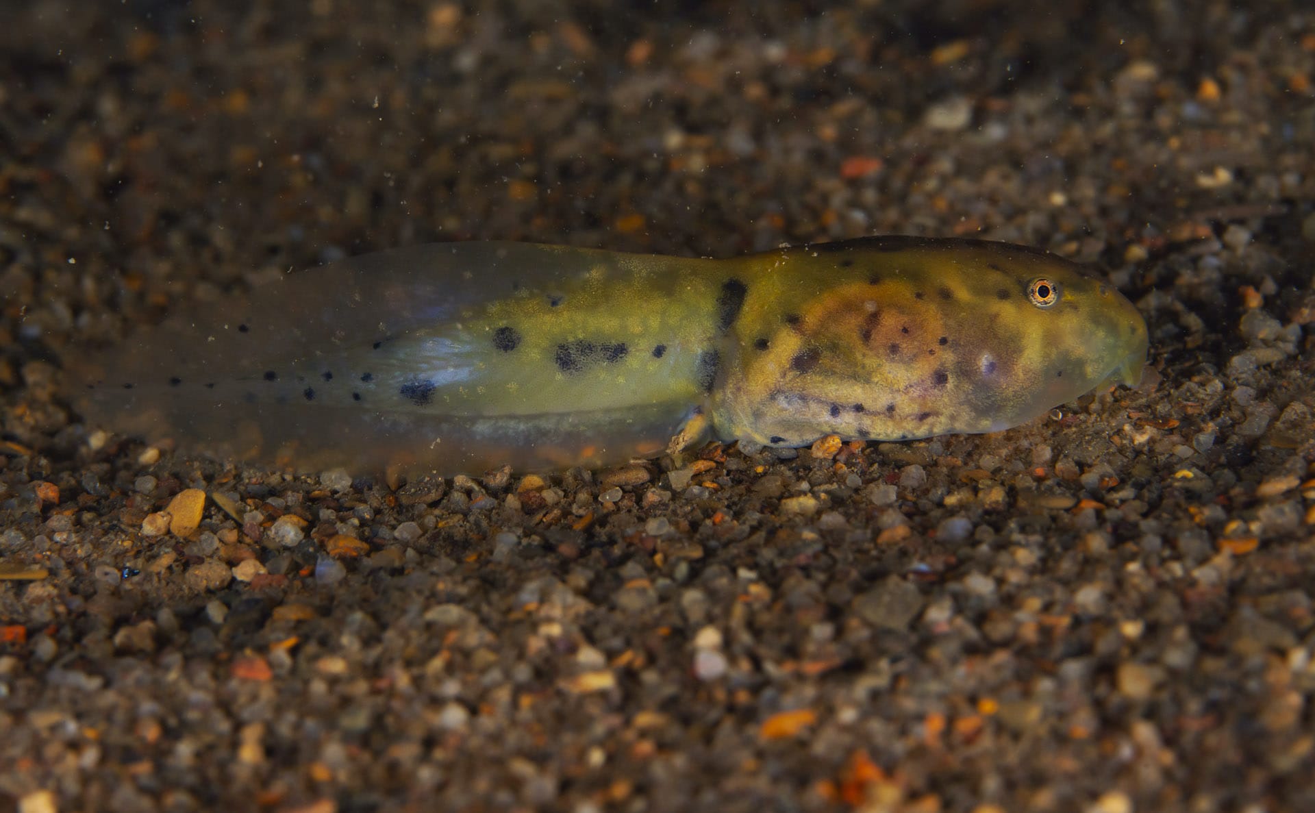 Meghalaya Krem Chympe Cave Leptobrachium smithi tadpole