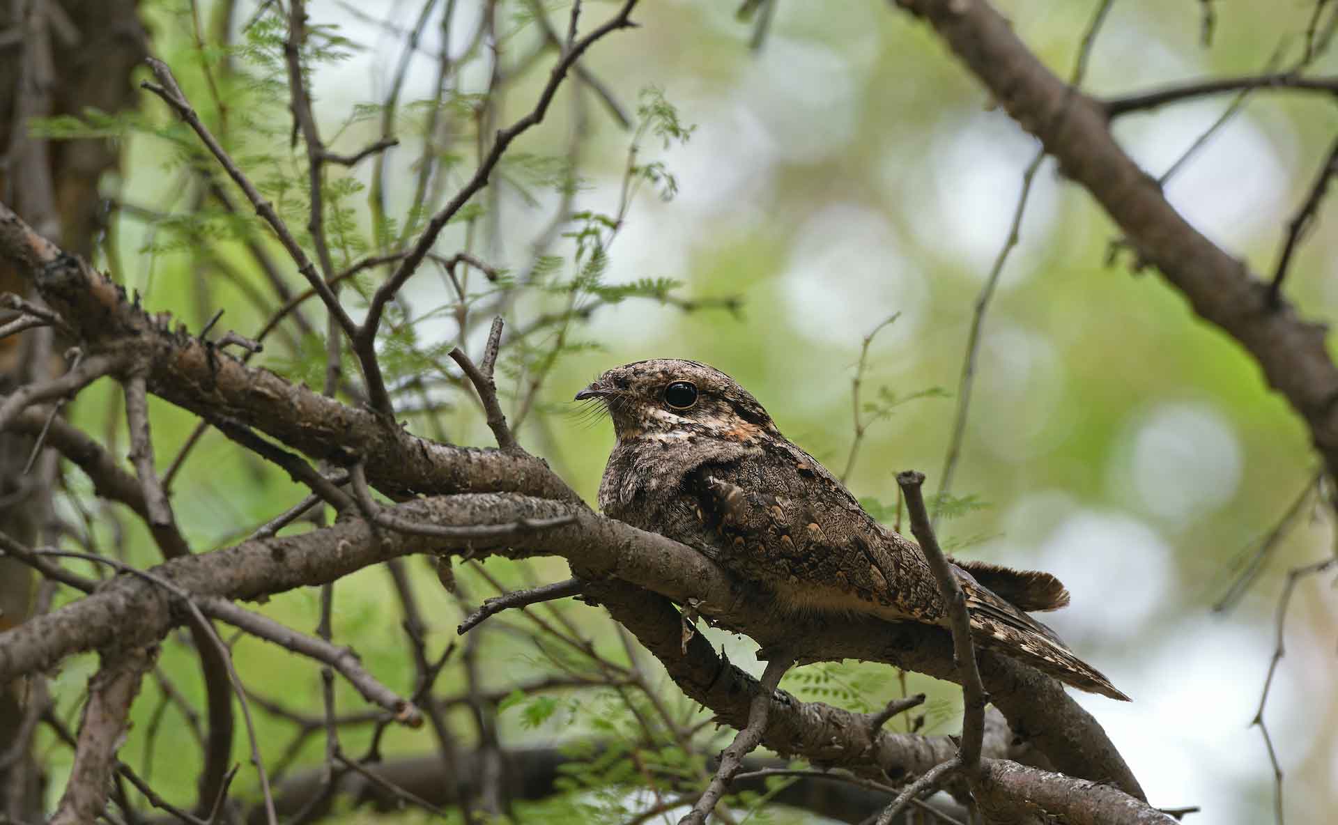 Jungle nightjar