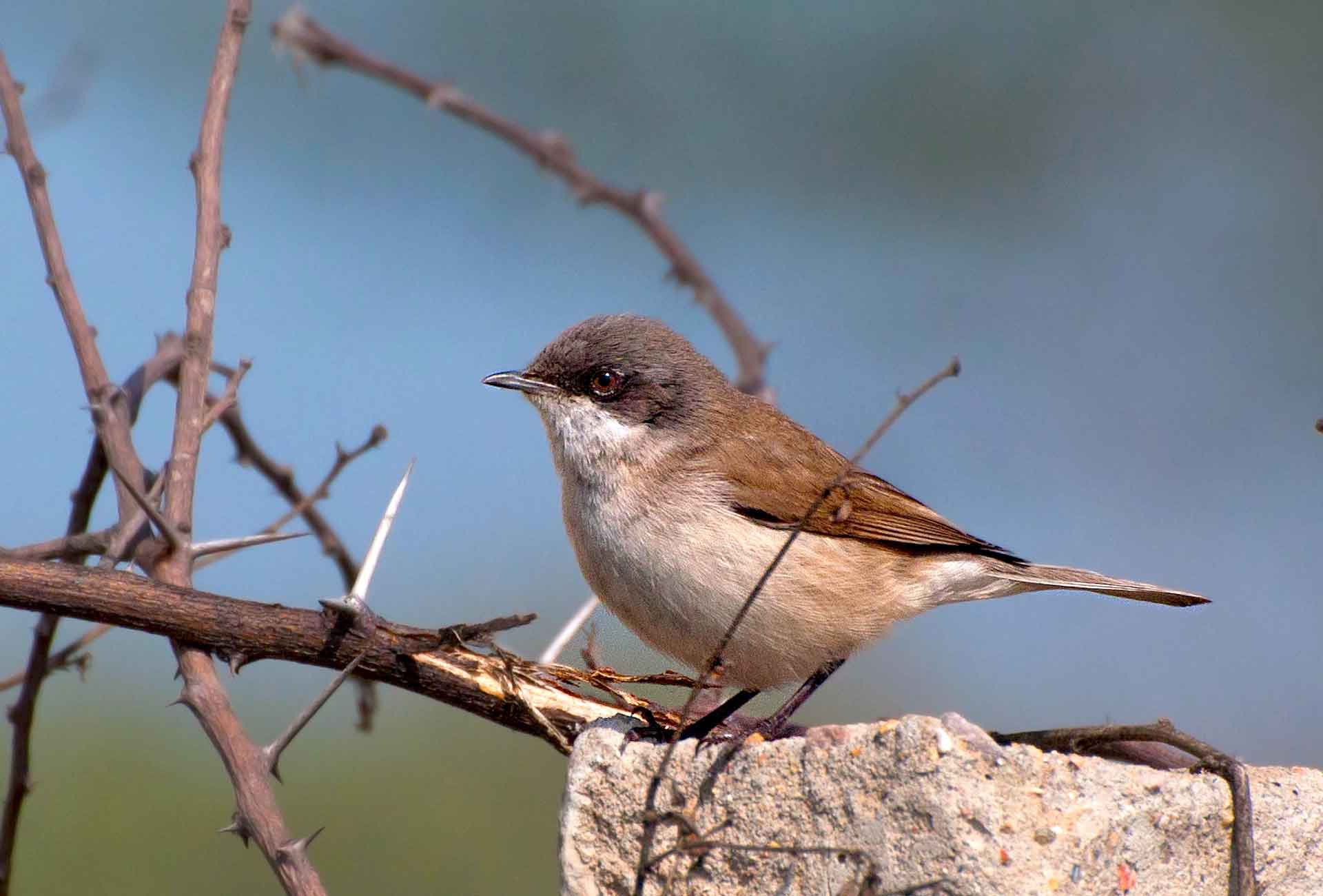 Lesser whitethroat