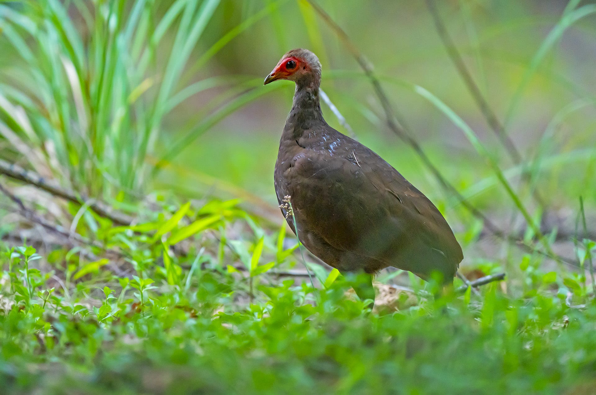 Playing Hide and Seek with the Nicobar Megapode