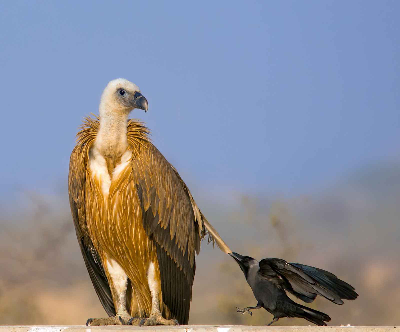 The Corvid Mafiosi: Intelligentsia of the Bird World