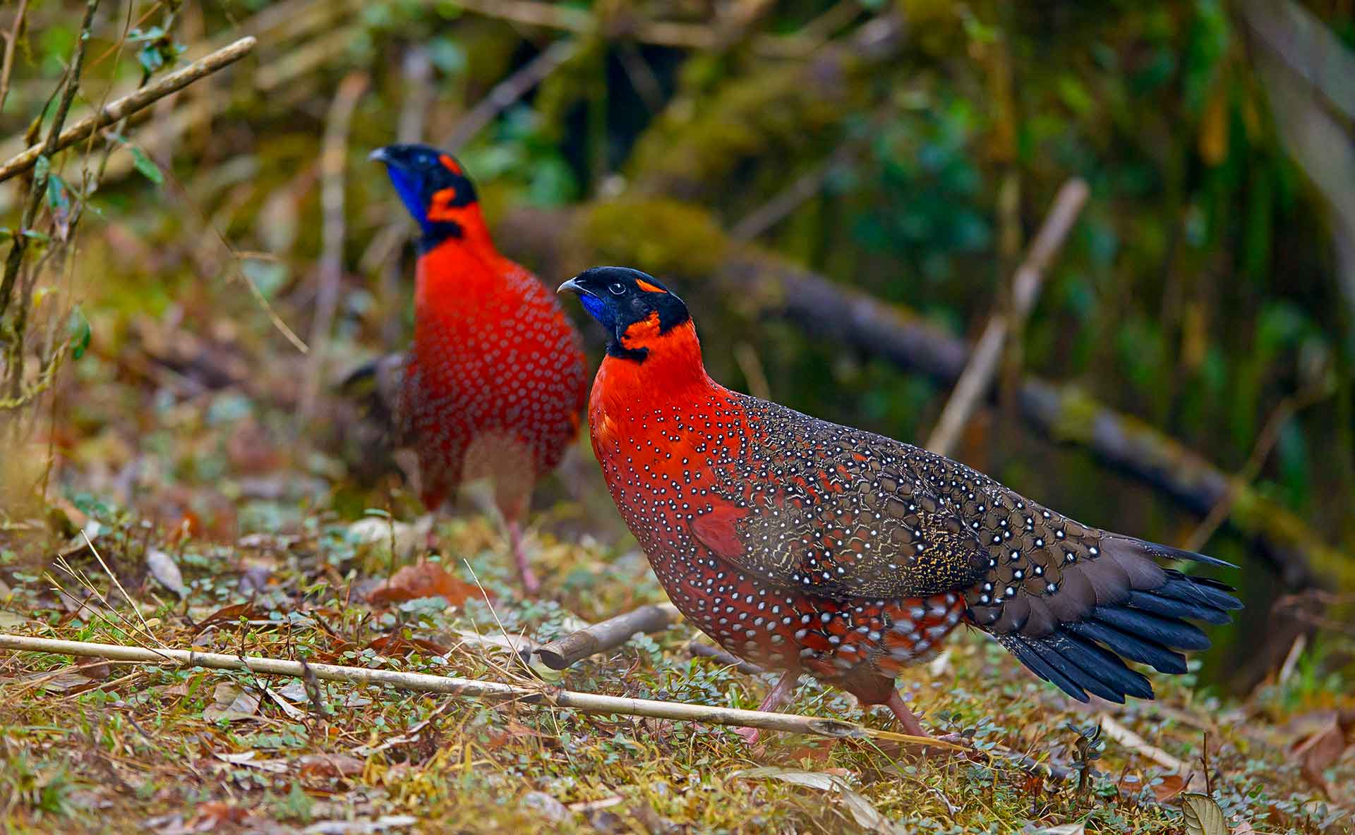 Seeking the Satyr Tragopan Along a Mountain Road