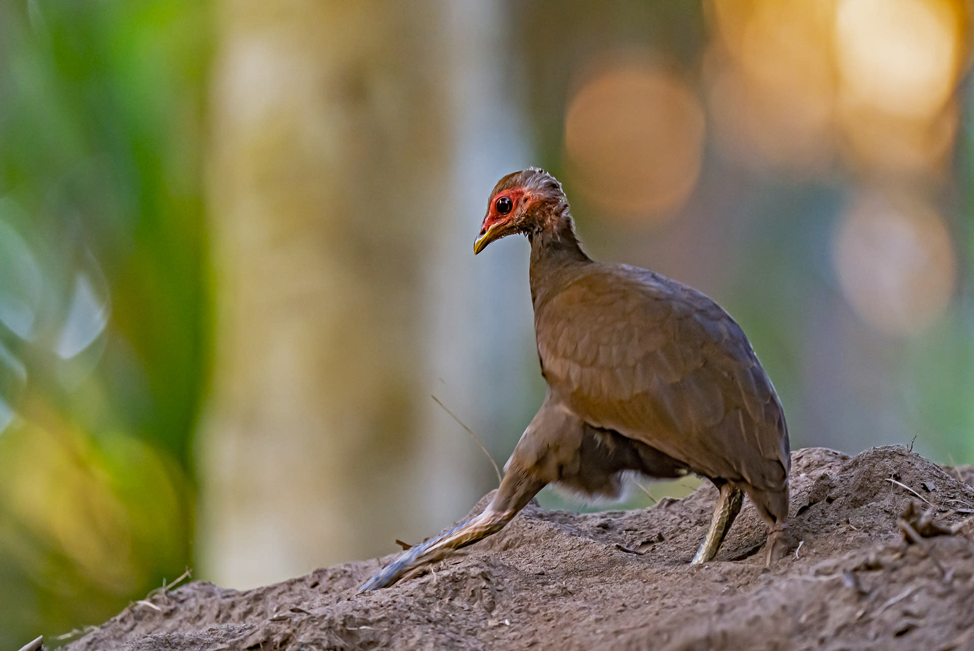 Great_Nicobar_Megapode_Kicking_feet_front_nestin_mound