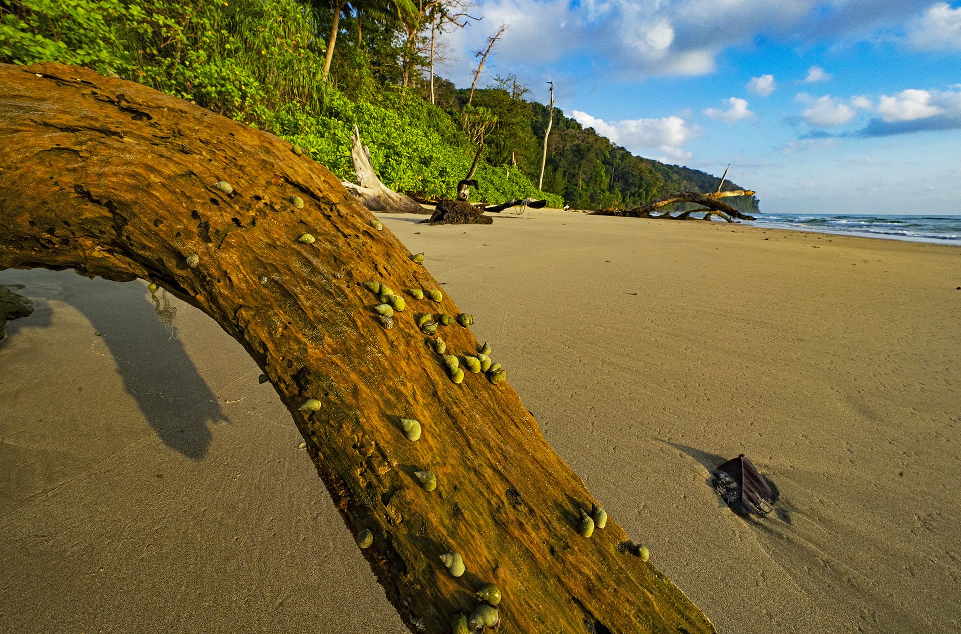 Galathea Bay, on the southern tip of the Great Nicobar Island is an ideal habitat for the megapode, with a long silver beach guarded by mangroves and littoral forests, and a lush rainforest that looks over the shore. Cover Photo: The Nicobar megapode, also known as the Nicobar scrubfowl, is a ground-dwelling bird that forages, builds nests, and spends most of its life on the forest floor. 