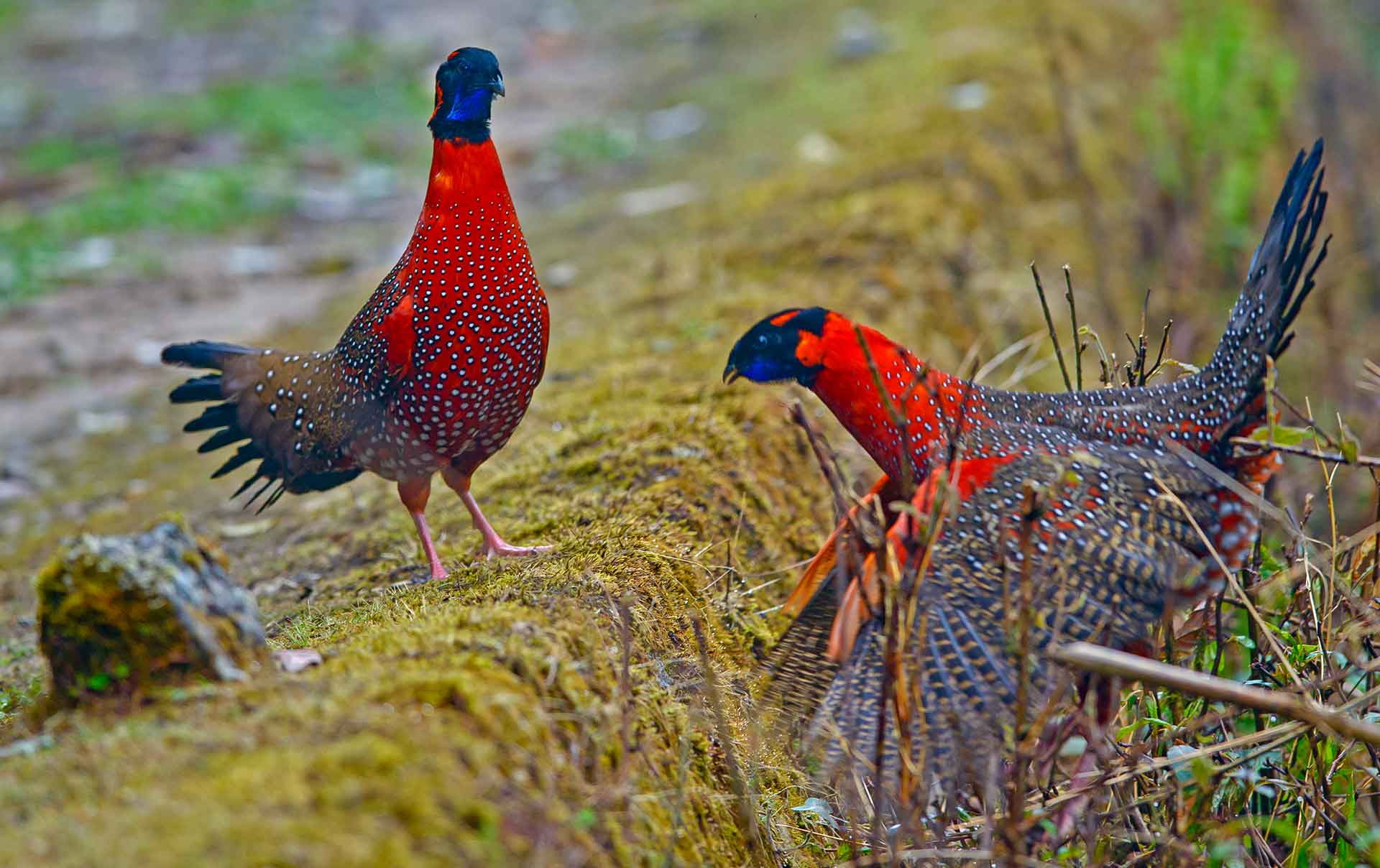 singalila-satyr-tragopan-male-two-fighting