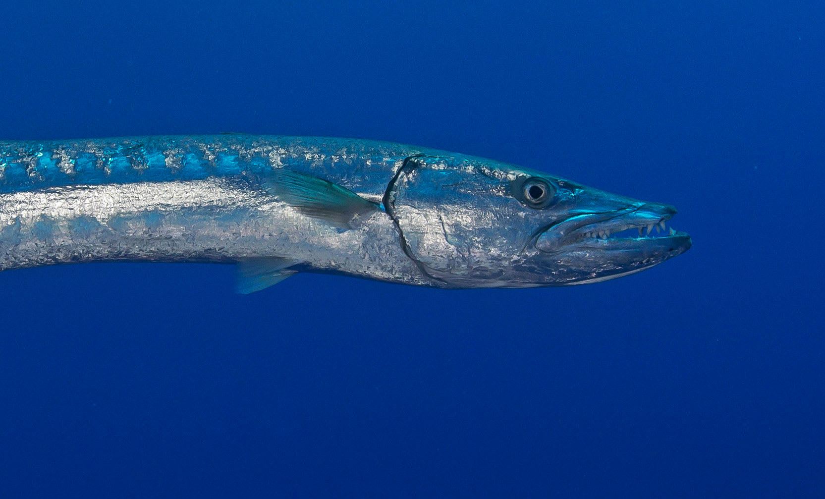 Great Barracuda: Shiny and Scary but Surprisingly Shy