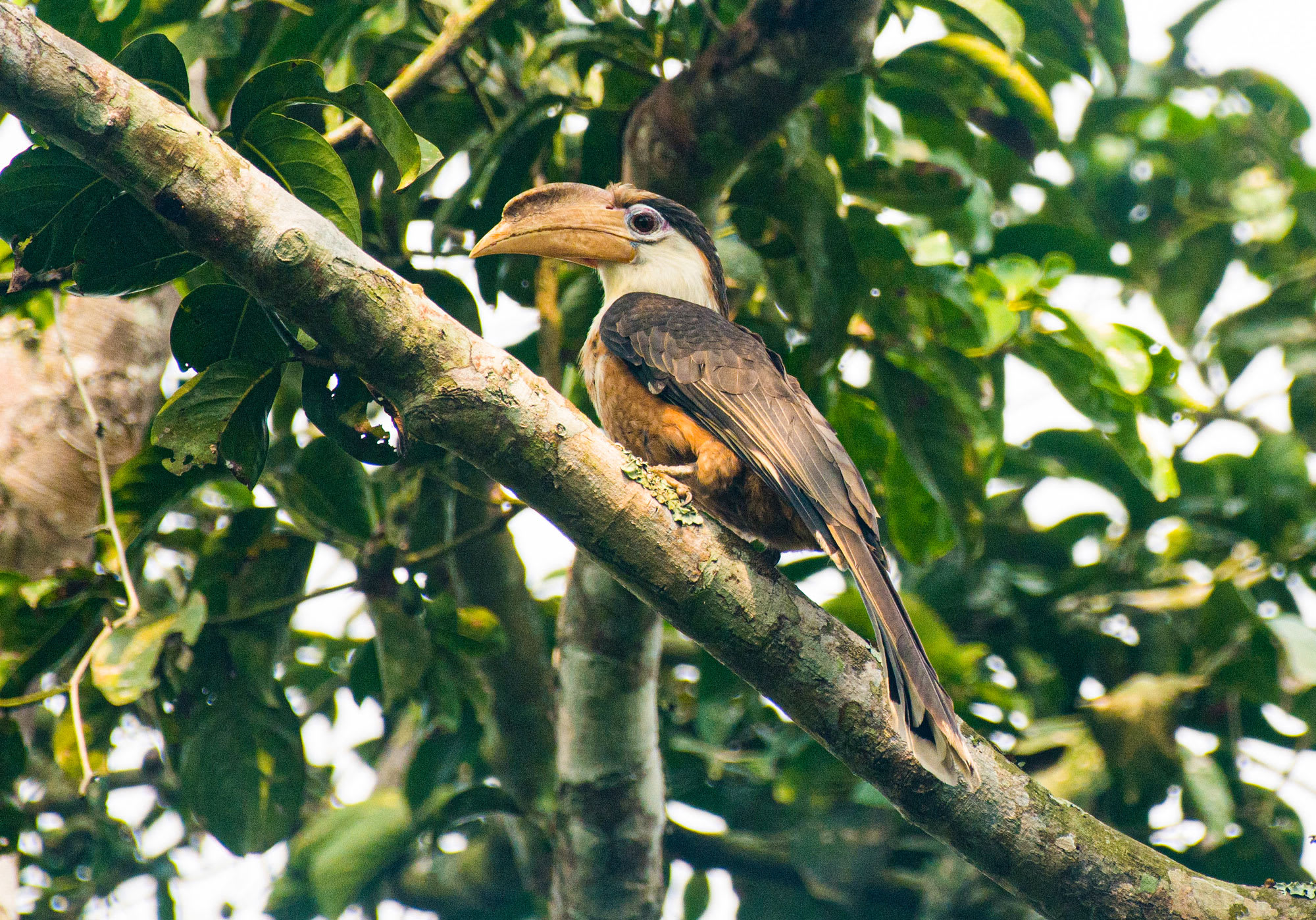 White-throated Brown Hornbills: Cackling in Assam’s Lowland Rainforests