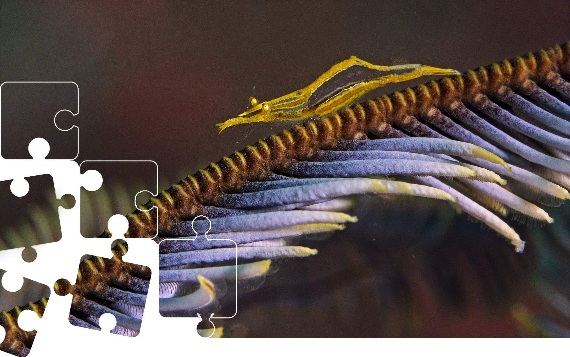 Wildlife Puzzle: Shrimp