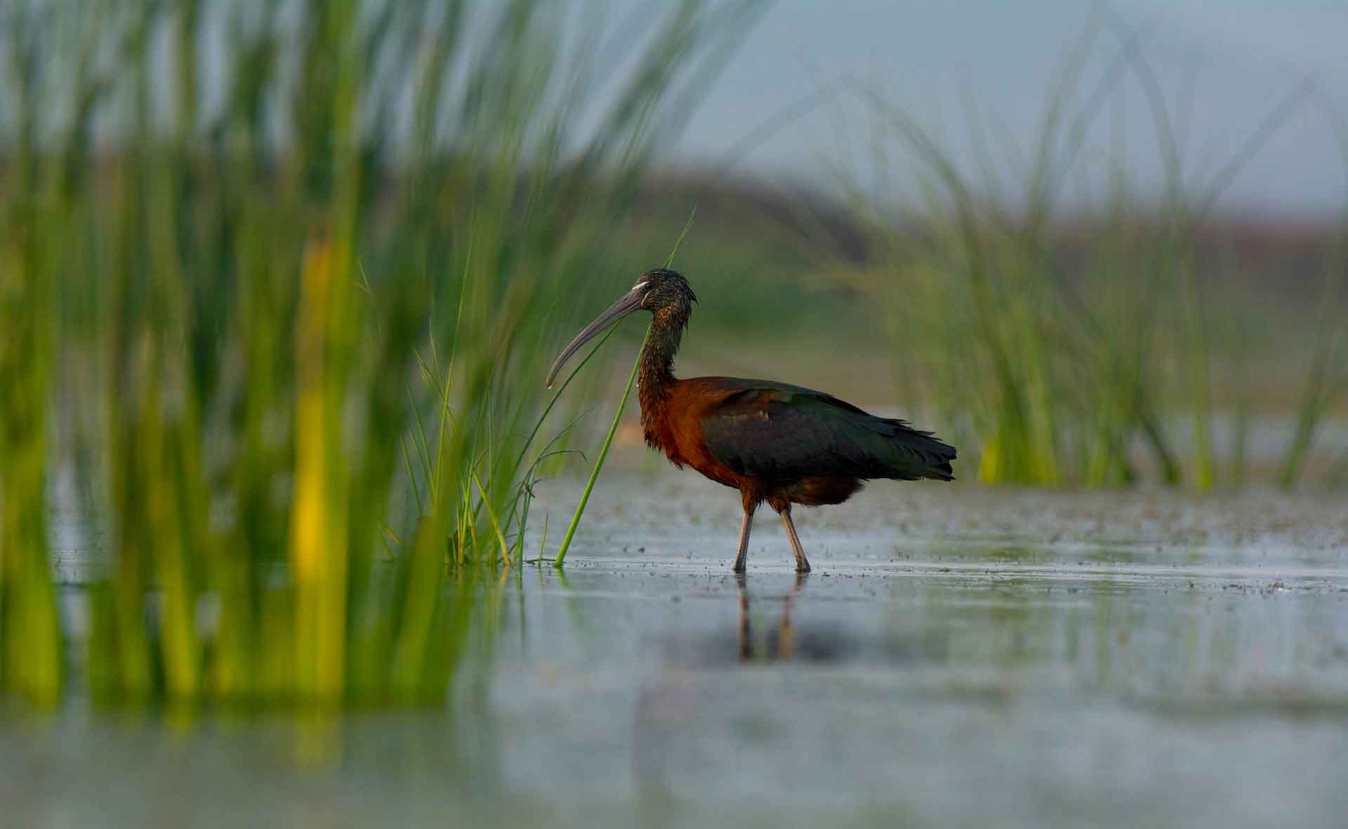 odisha-mangalajodi-glossy-ibis-wading-water