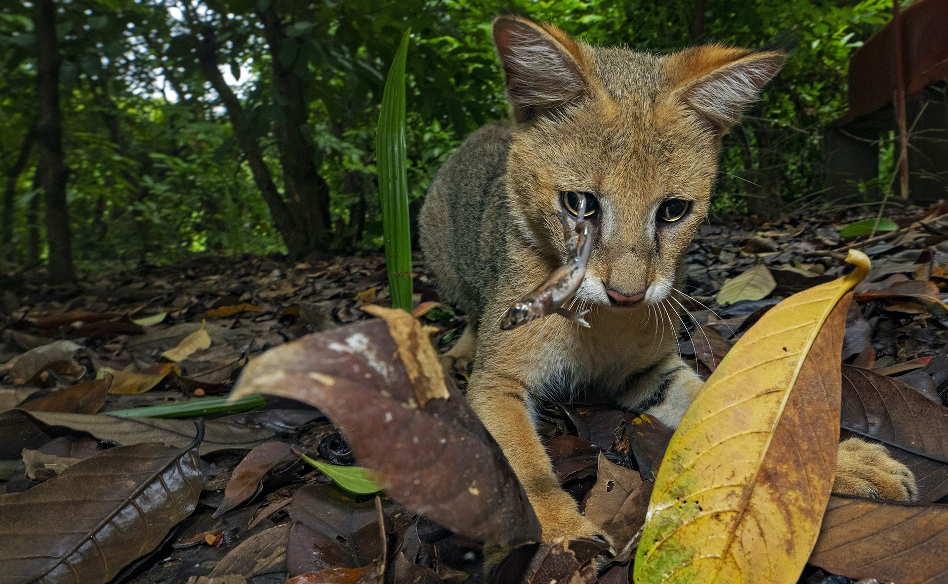 bengal-bardhaman-belun-jungle-cat-hunting-lizard-air-jump