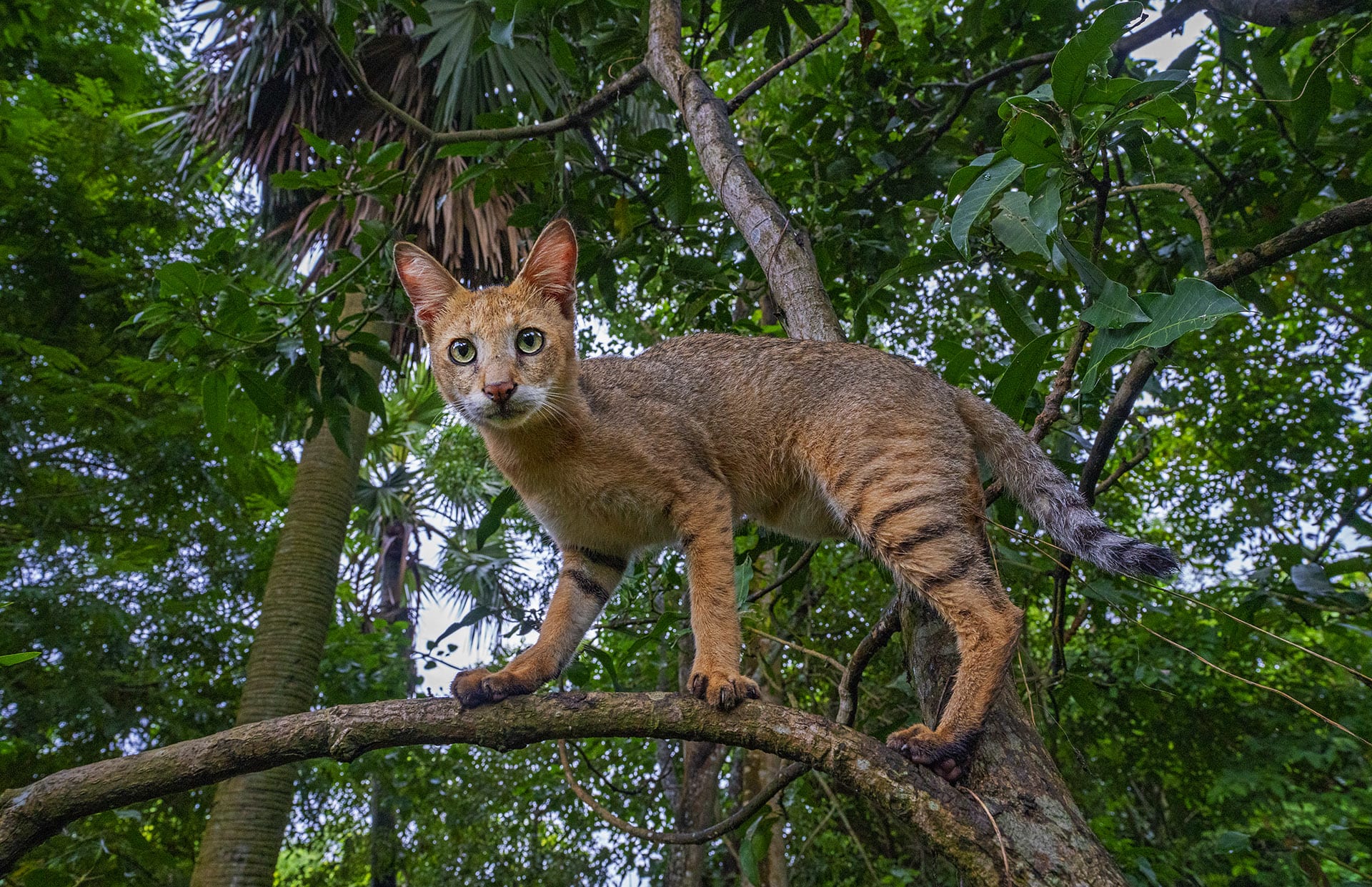 One of the reasons for this is the stealthy behaviour of the species. Riddhika explains that “The extreme difficulty in physically observing them and inaccessibility of their habitat” is what makes small cat research difficult. “Their elusive behaviour and rarity make it most difficult to study them in the wild.” 