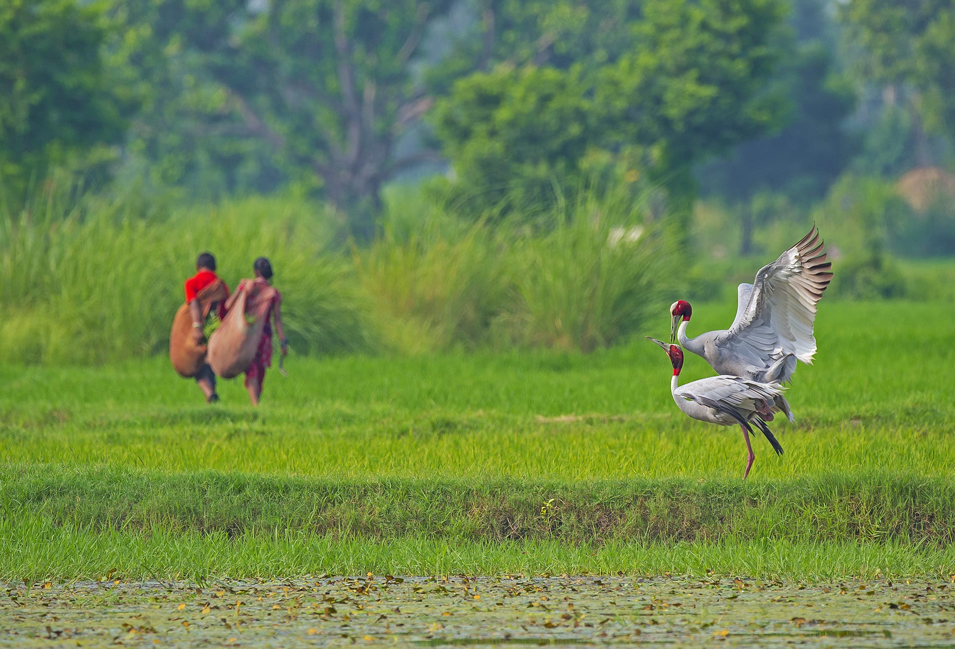 Sarus cranes are famed for their courtship rituals and breeding behaviour. “One such behaviour is duetting, where the male and female sing in coordination to form one unified song,” says the Nature Conservation Foundation website. 