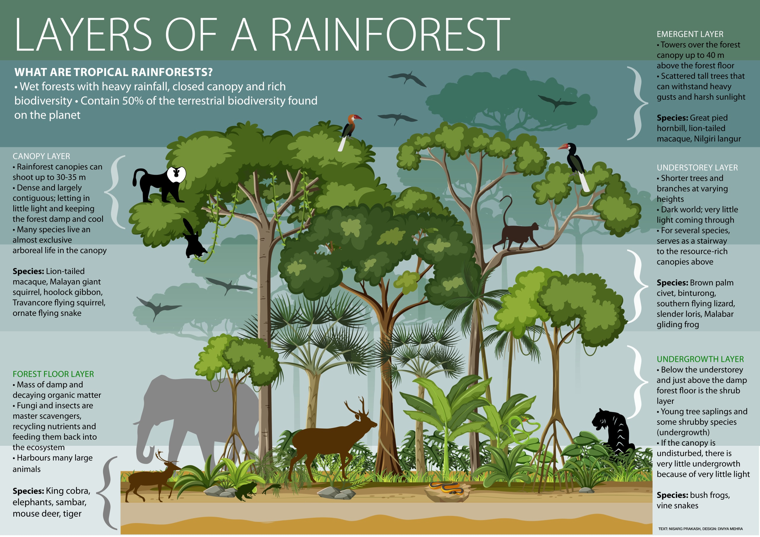 Who lives on the forest floor of the rainforest?