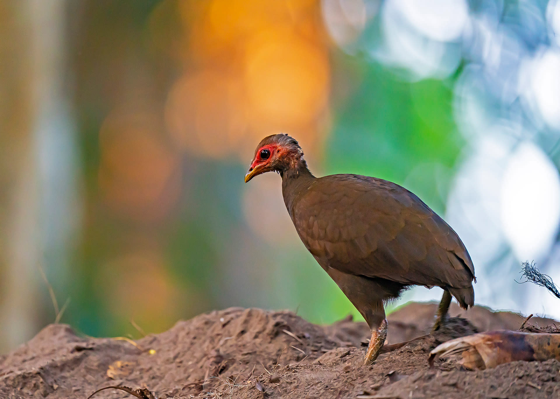 Nicobar megapode bird