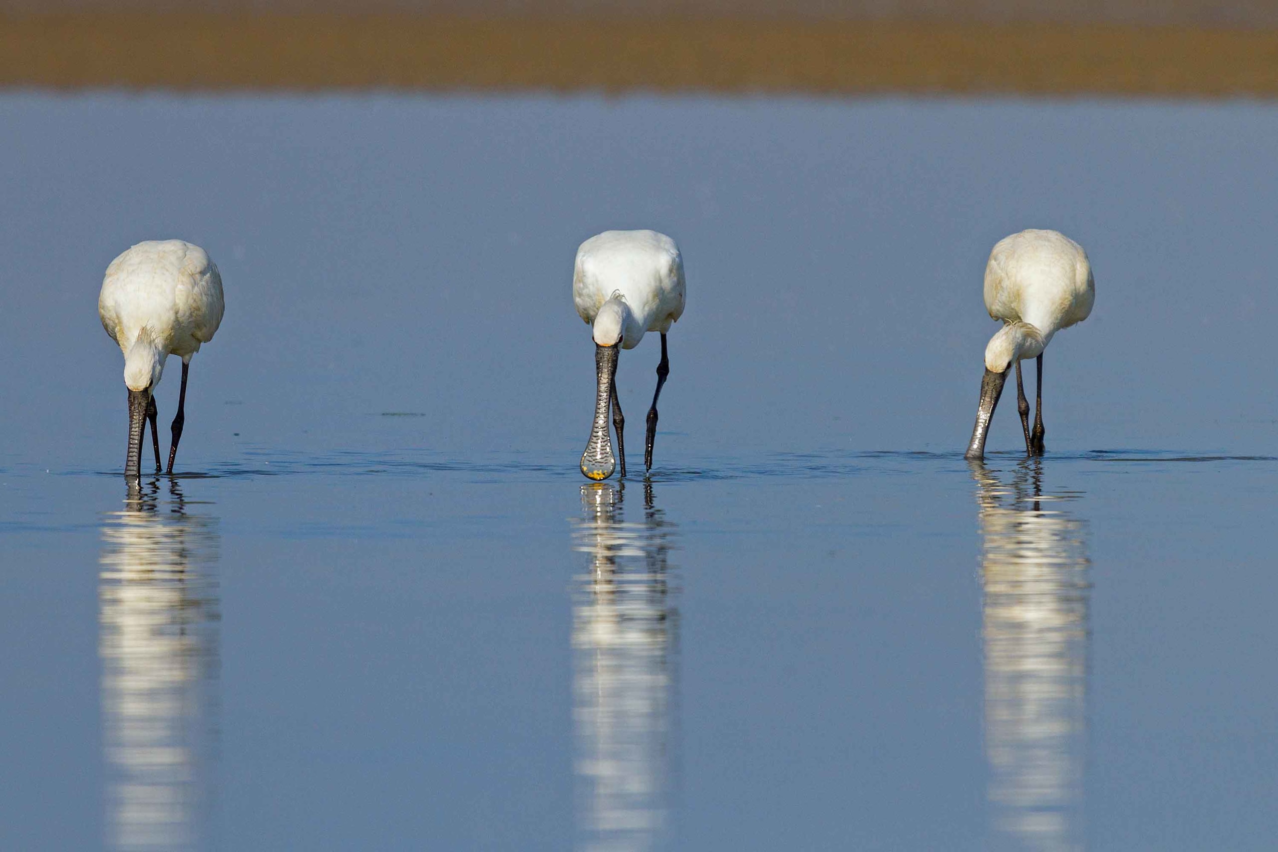 Eurasian Spoonbills: The Moody Minesweepers