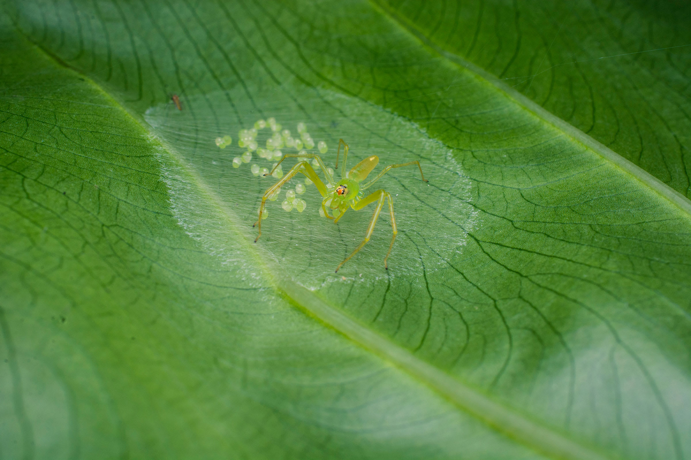 Raising Spiderlings: The Best of Jumping Spider Brood Care
