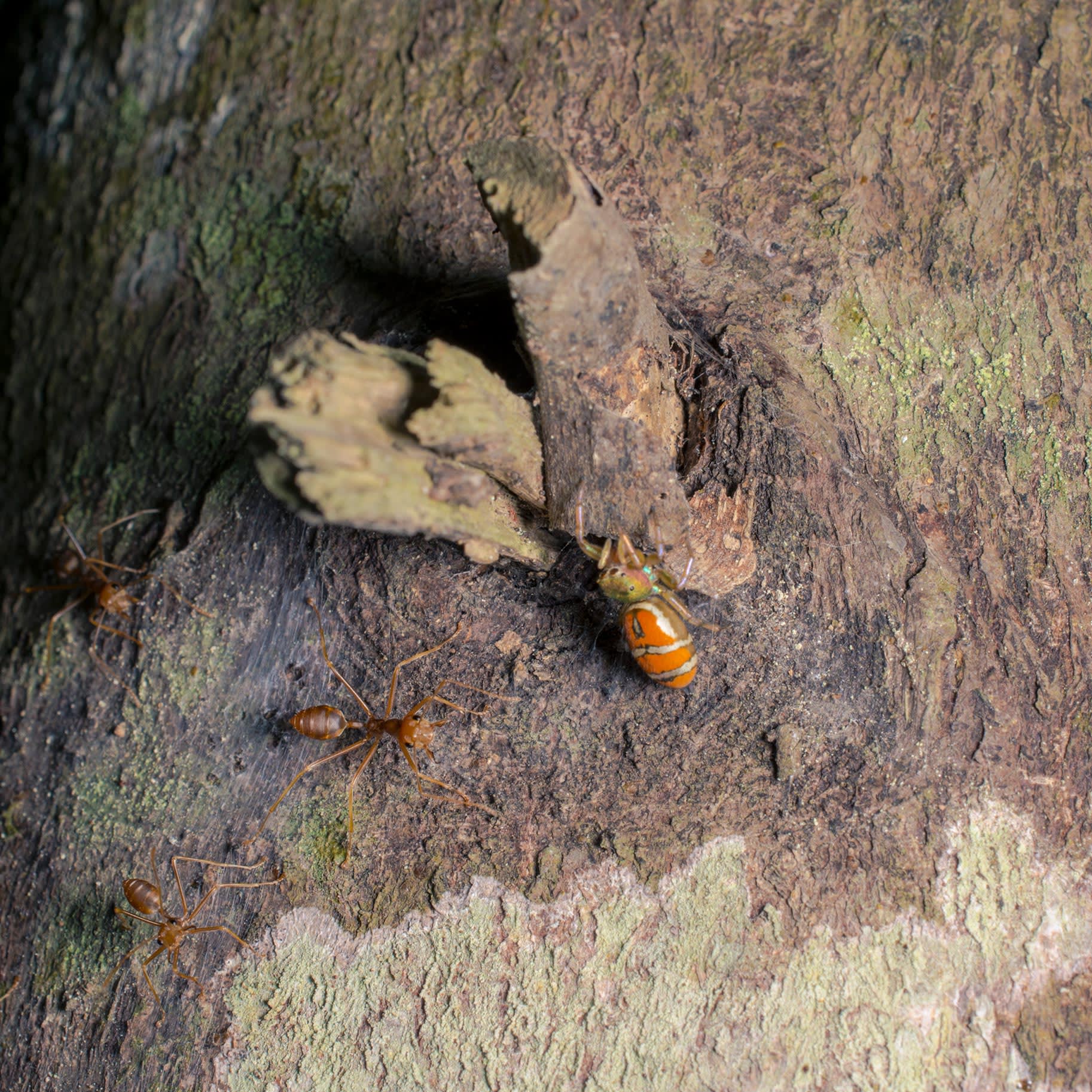 Cosmophasis-jumping-spider