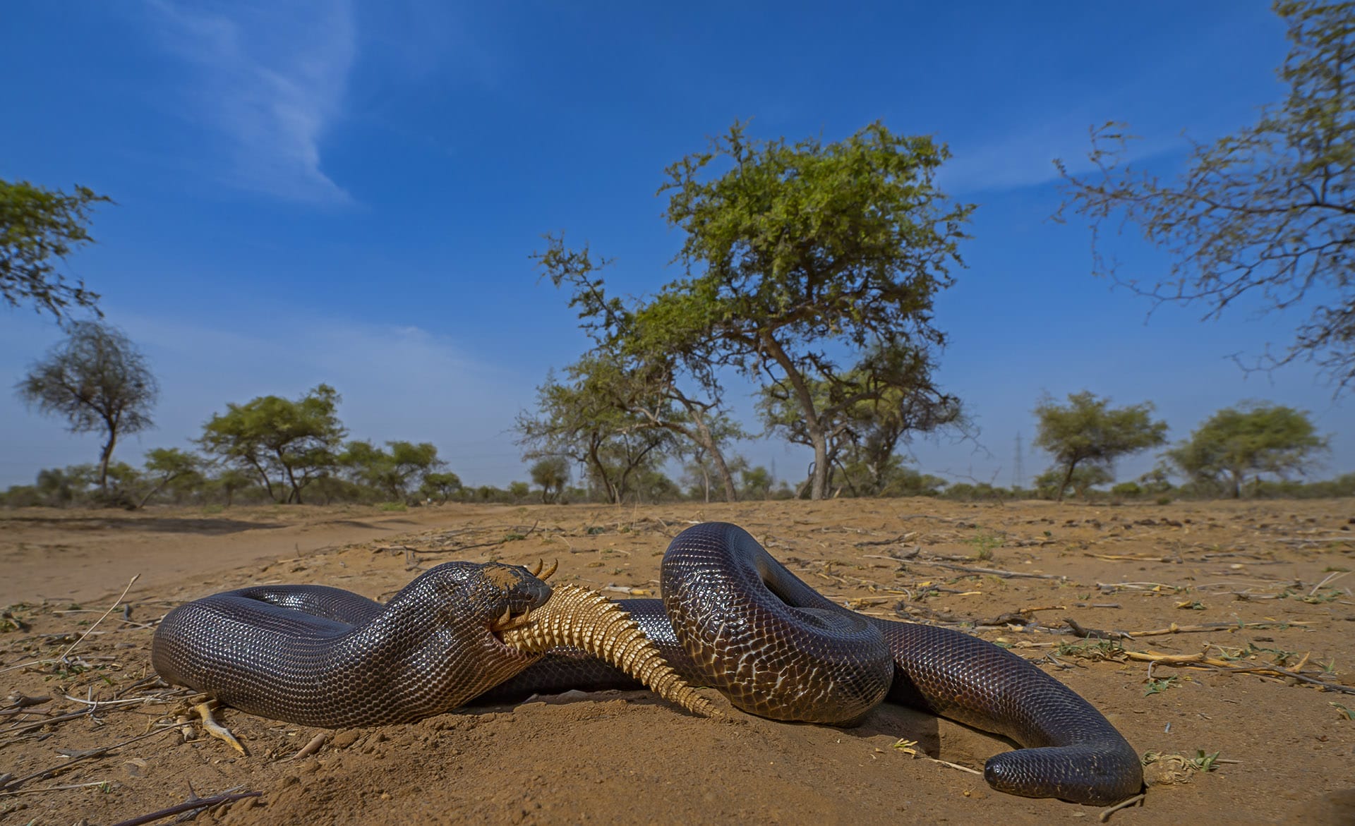 The muscular and sluggish red sand boa (Eryx johnii) is a non-venomous snake that kills its victims by constricting or tightening its muscles around it like a coil. In the Thar, among its most common prey is the spiny-tailed lizard. The lizard stores body fat in its spiky tail to survive the long months of winter hibernation, making it a favourite among raptors and other predators.  