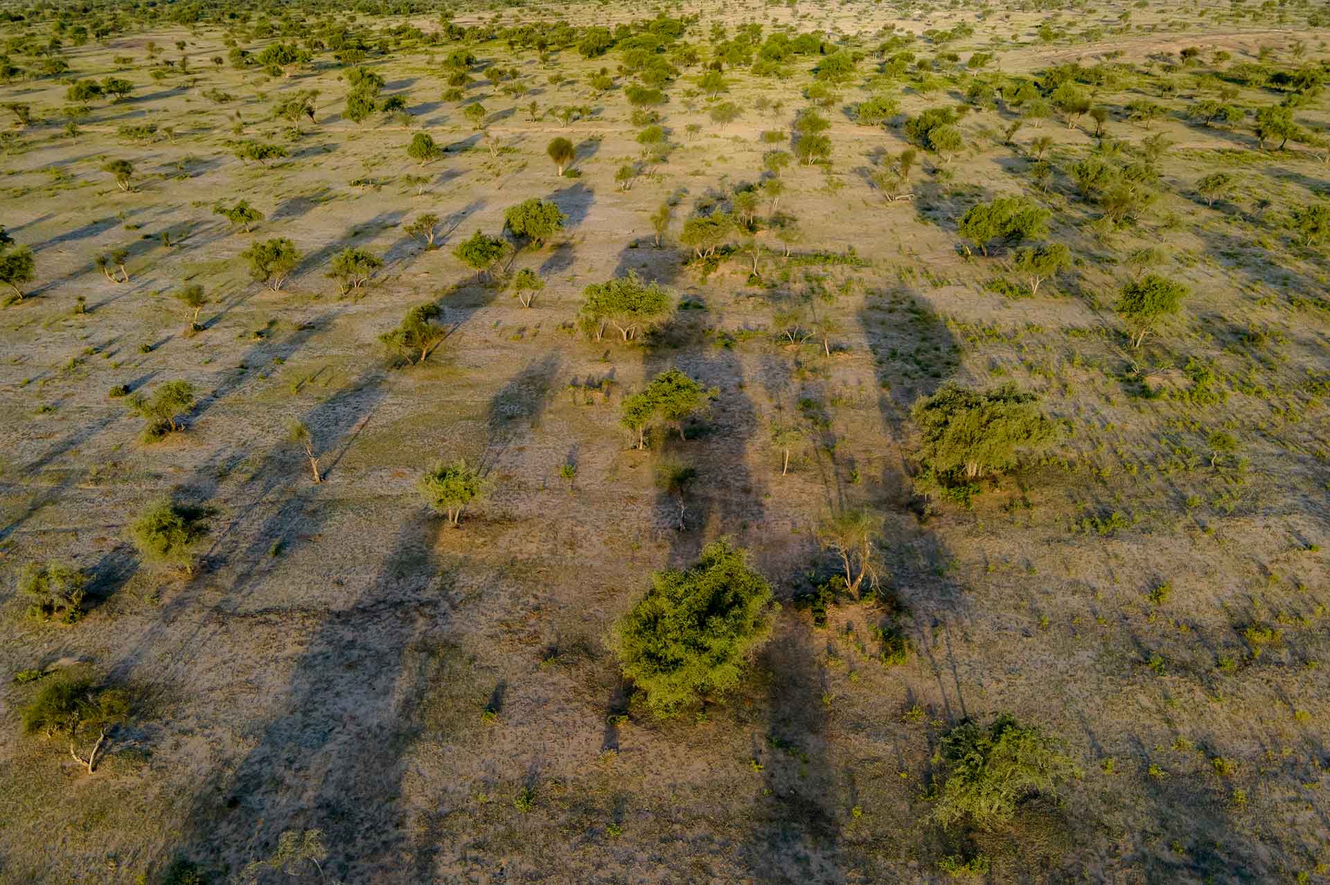No official fence demarcates the Deg Rai Mata Oran — the borders were drawn six centuries ago and marked with black stones along its edges; villagers claim they still exist. In 2004, 5,817 hectares were registered in the name of Deg Rai Mata Temple Trust. “The registration of only a part of the oran raised a few alarms,” says Bhati. “But when solar and wind energy companies started digging across our sacred land, we knew something was wrong.”