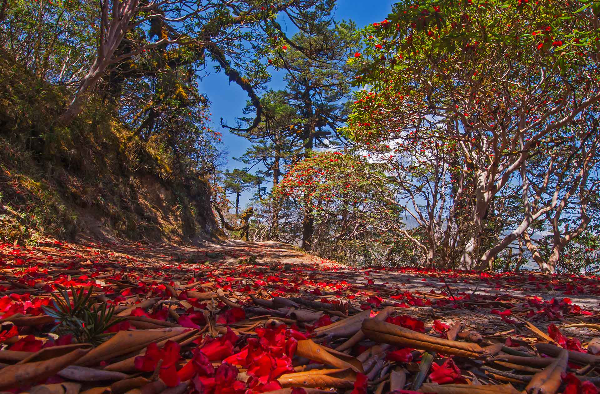 singalila-rhododendron-path