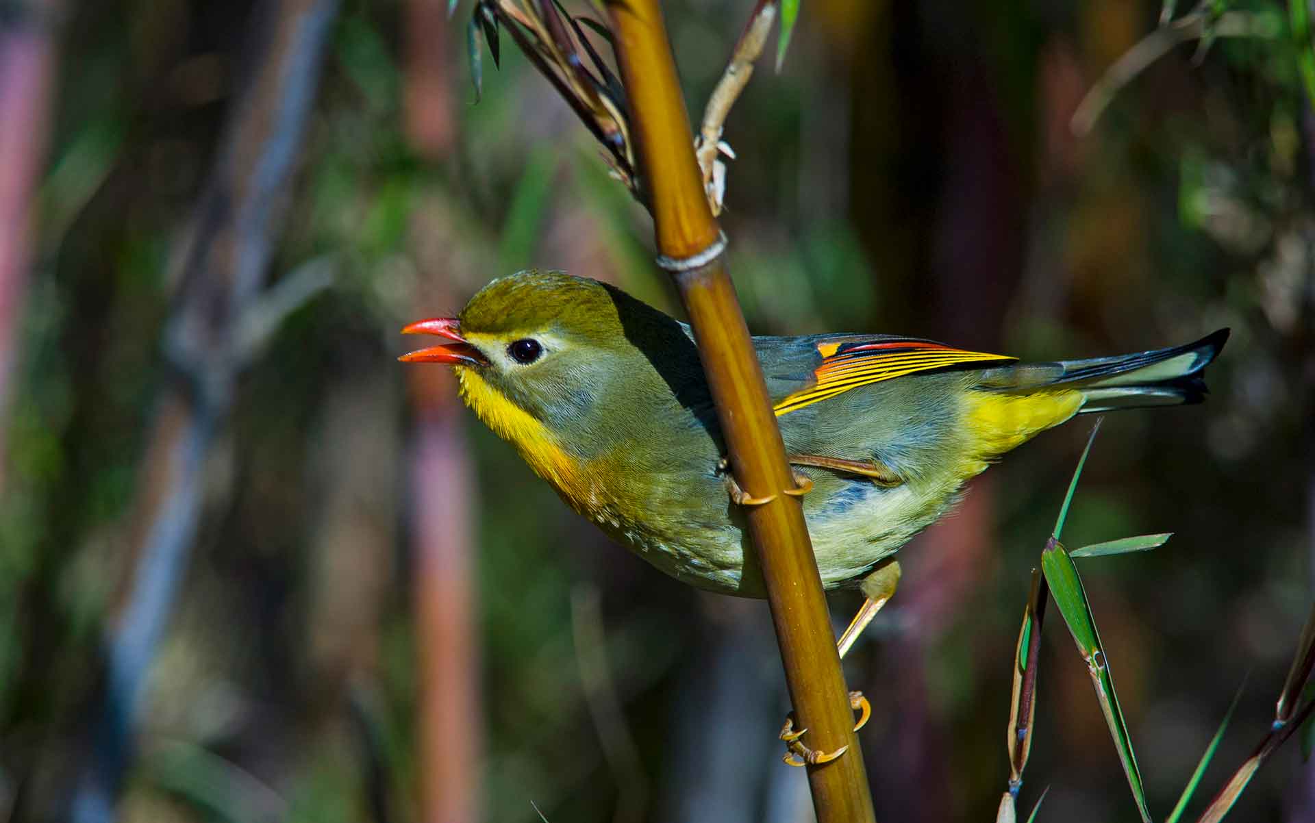 singalila-red-billed-leiothrix-one